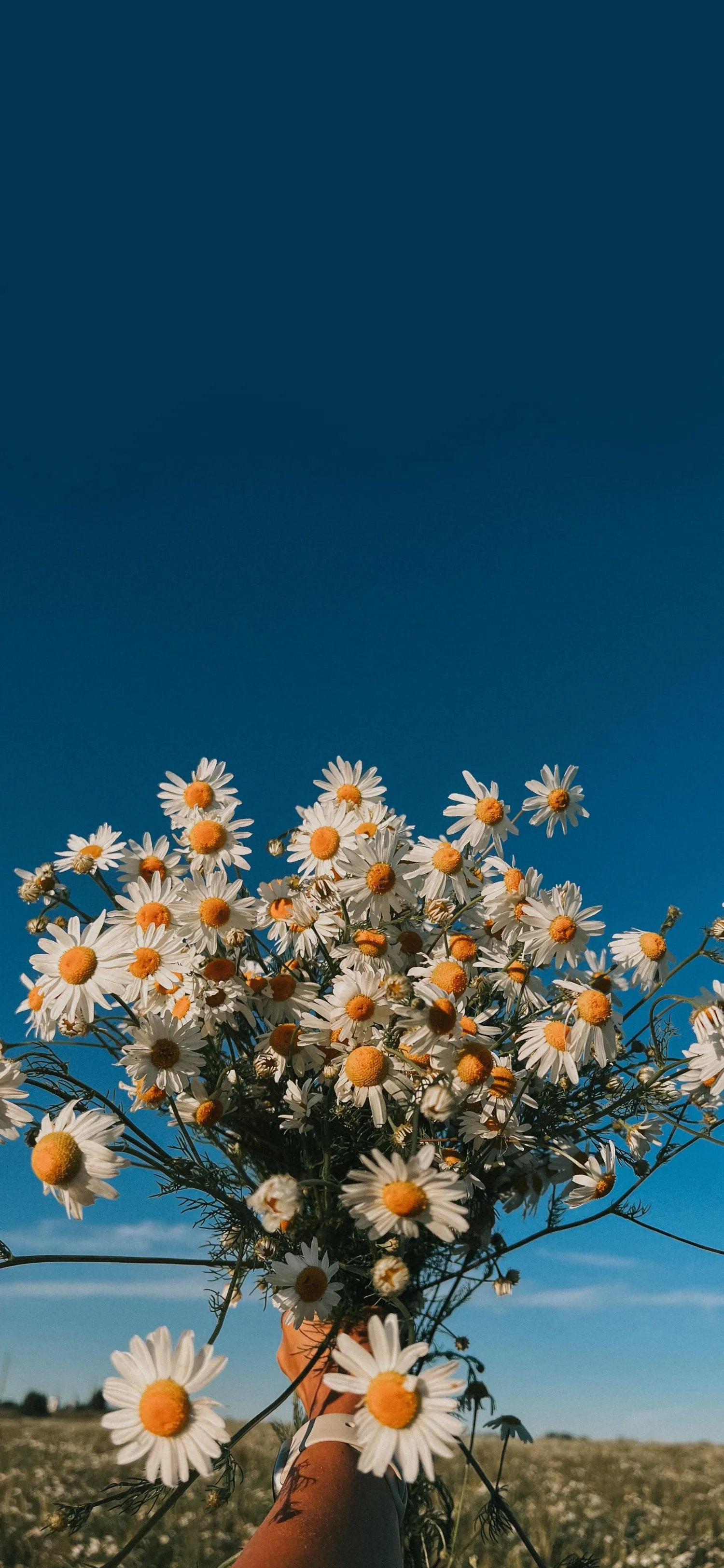Blooming Tree under Blue Sky with Spring Vibe Wallpaper