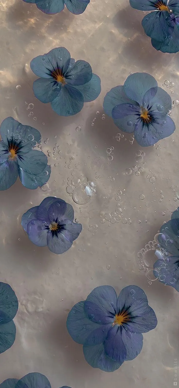 Blue violet flowers floating on a soft reflective surface