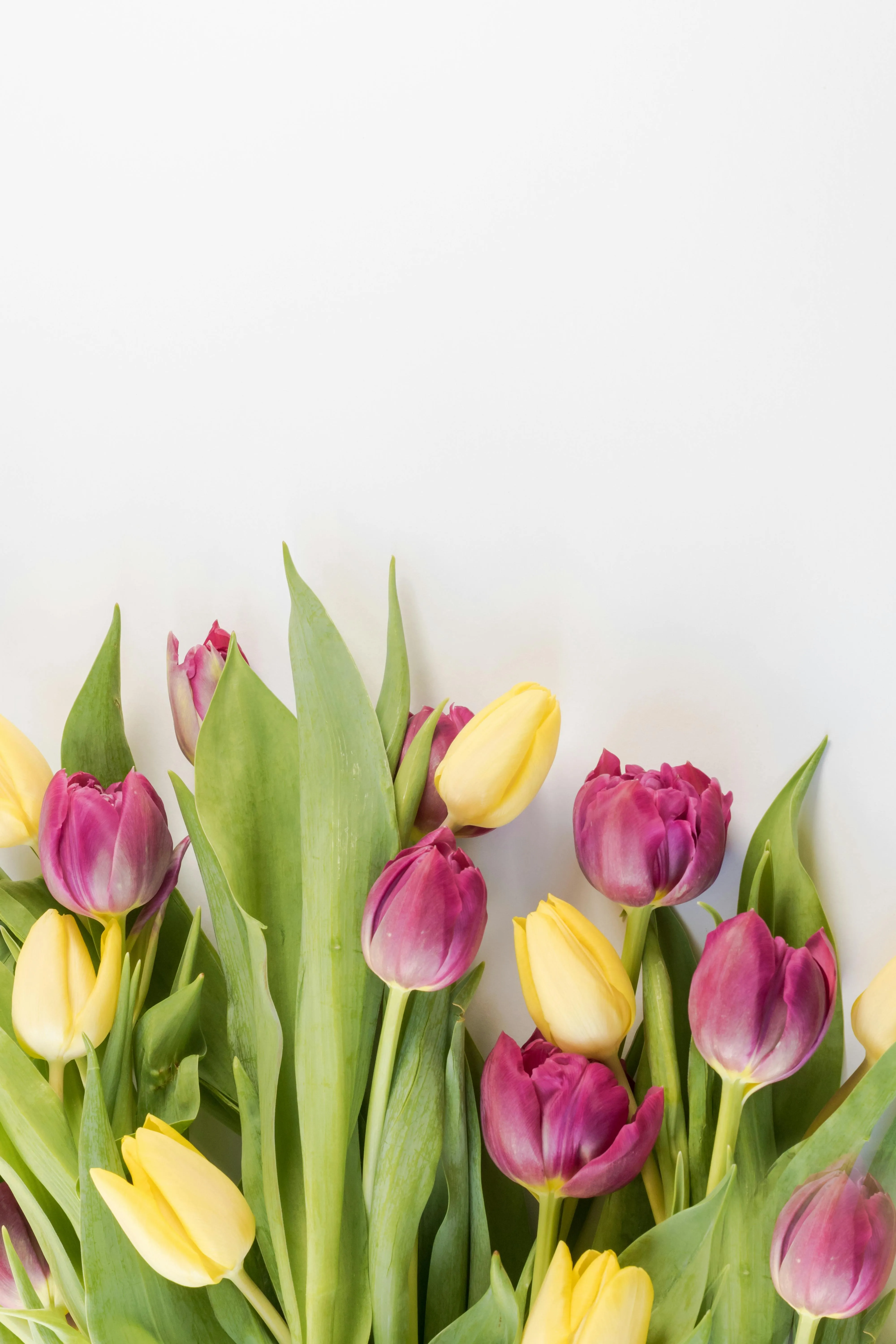 Bouquet of pink and yellow tulips on a white background 4K