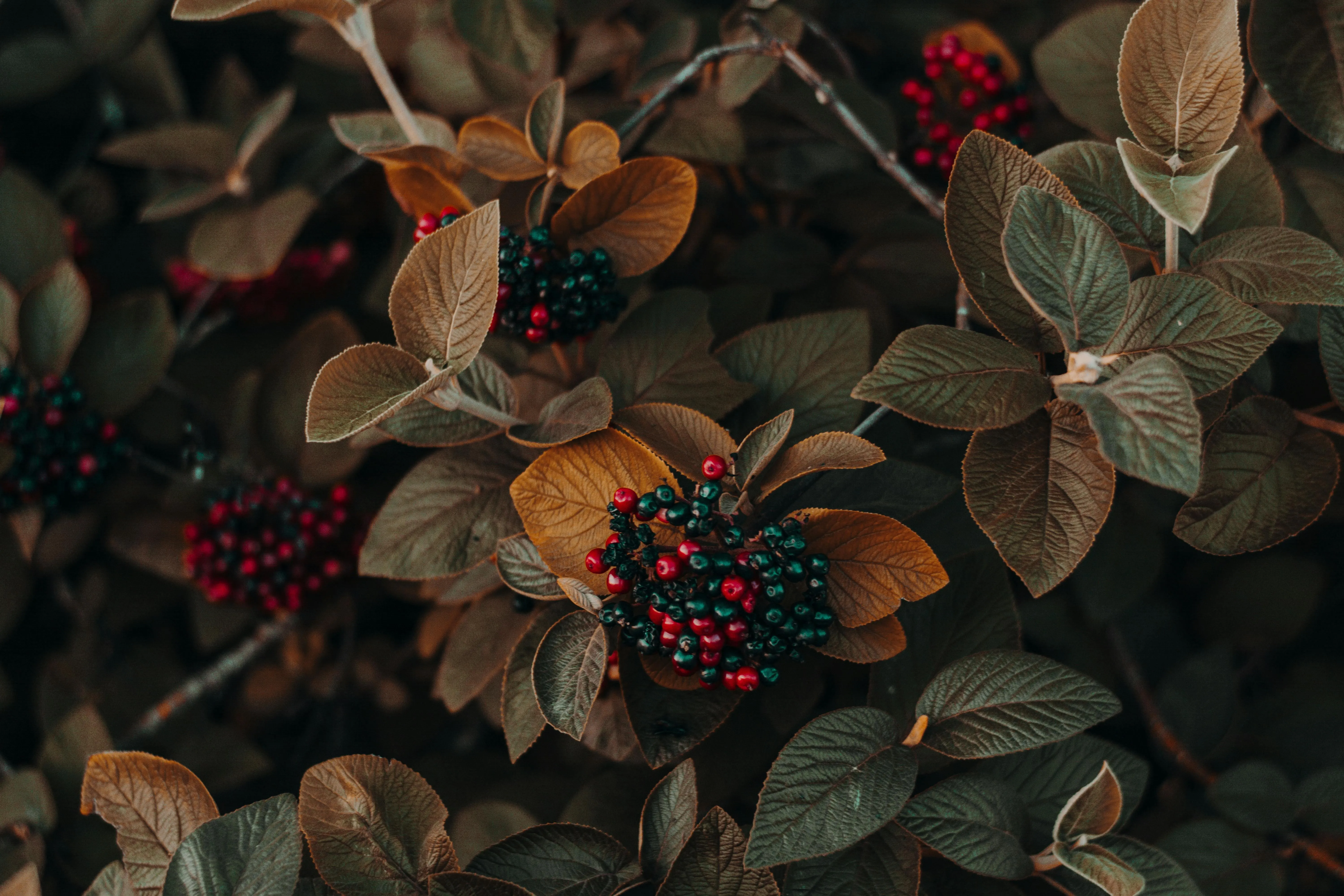 Branches with red berries and dark green leaves Wallpaper