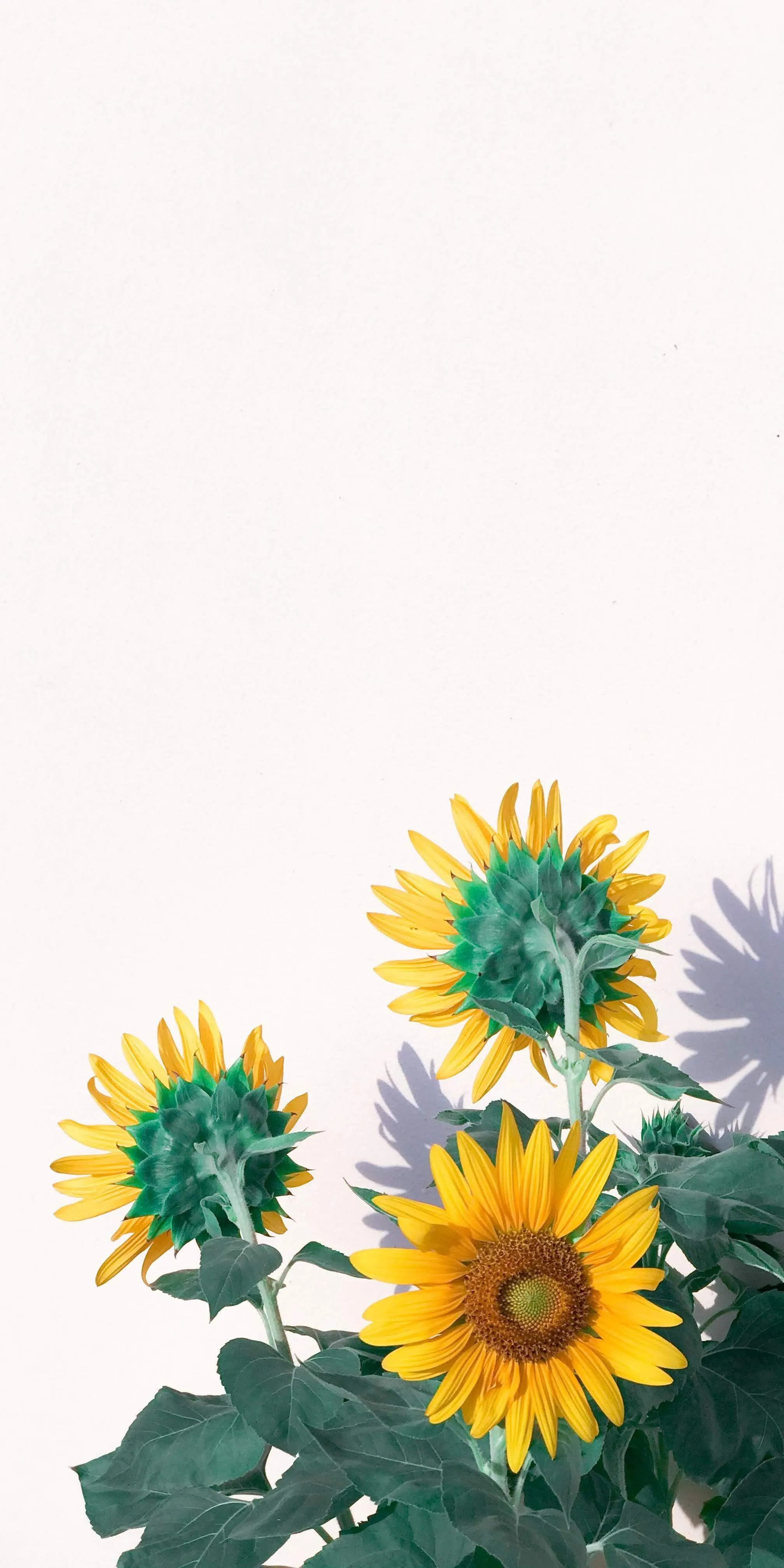 Bright cheerful sunflowers on minimal background Wallpaper
