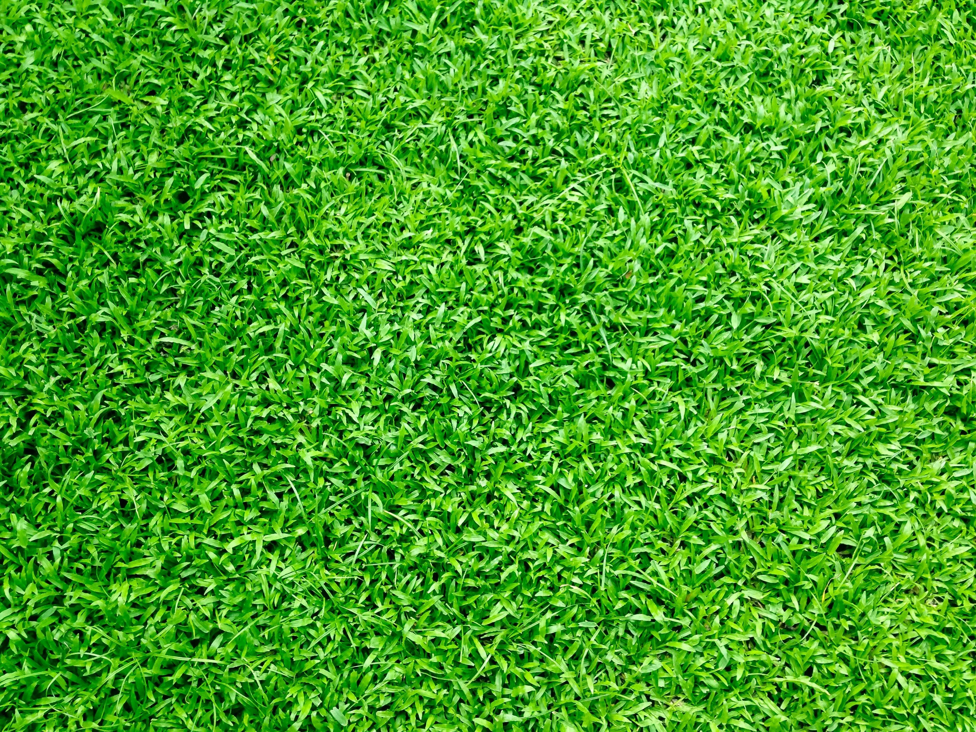 Bright green fresh grass lawn texture Background Wallpaper