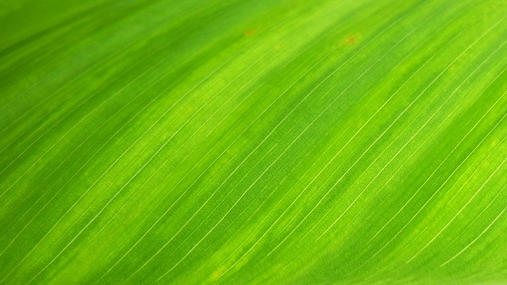 Bright green leaf texture with natural lines and veins 4K