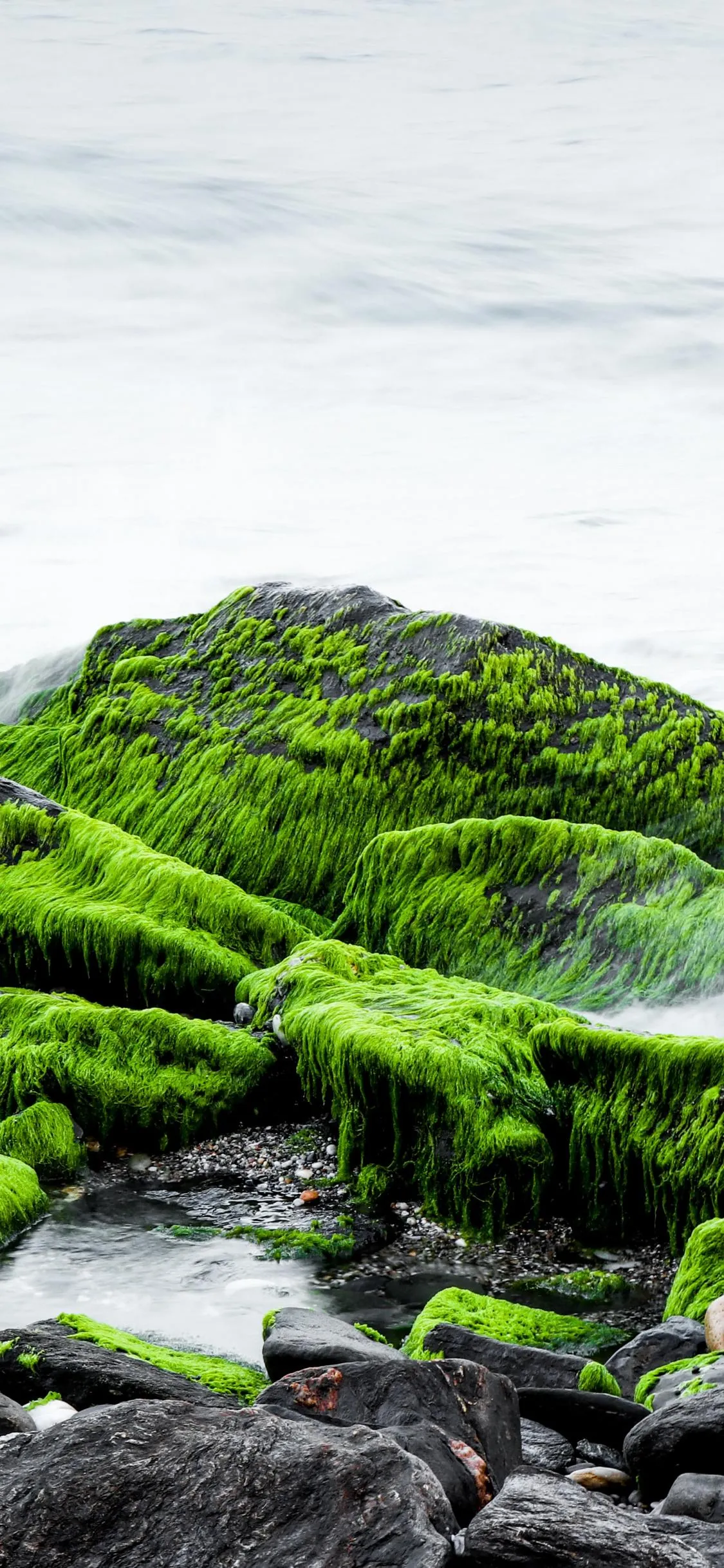Bright Green Moss Rocks on Serene Ocean Shoreline Wallpaper