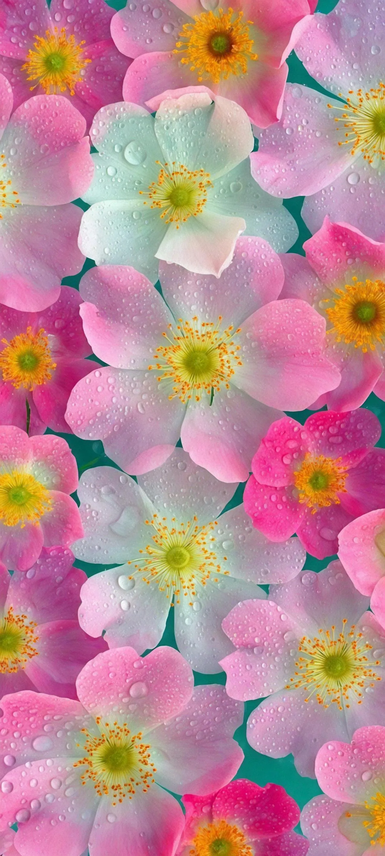 Bright Pink Flowers on Soft Green Background Wallpaper