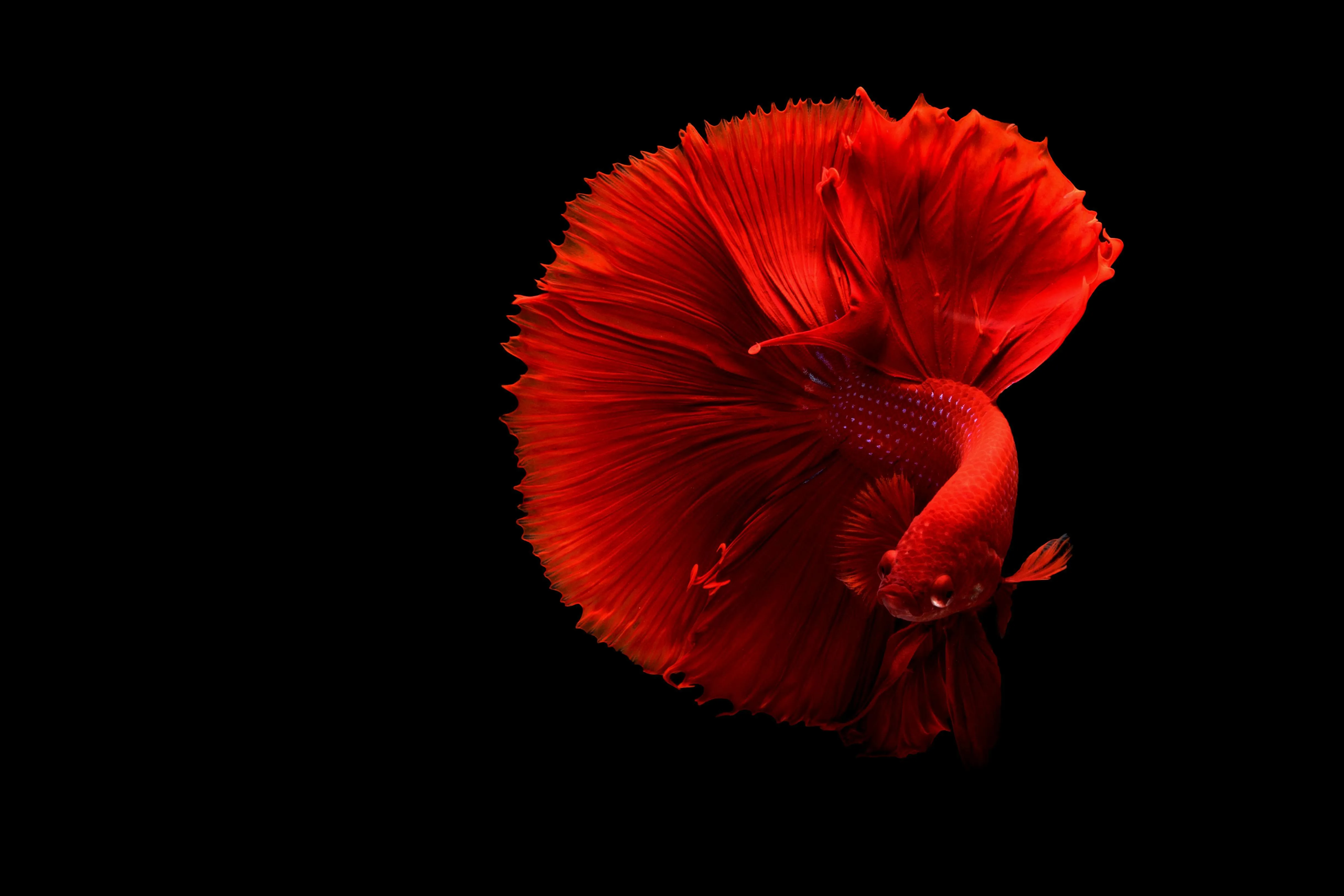 Bright red betta fish swimming on a black backdrop Wallpaper