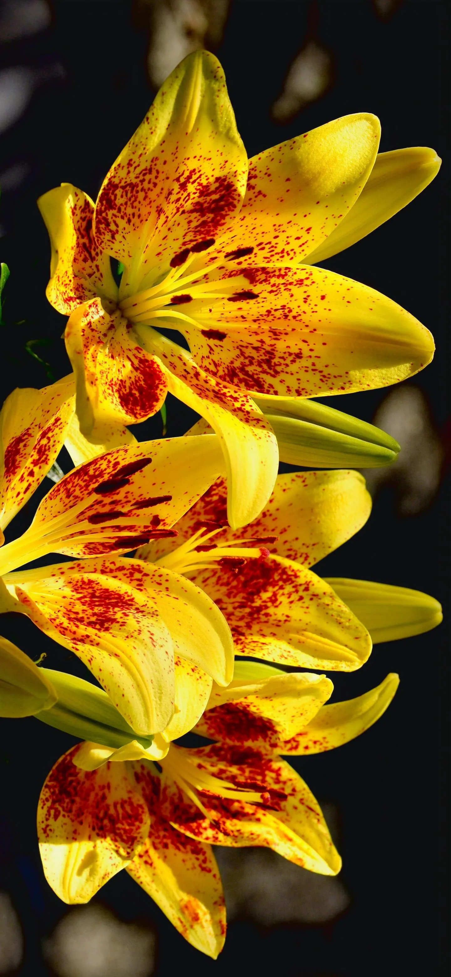 Bright Yellow Flowers Close Up free Nature Wallpaper