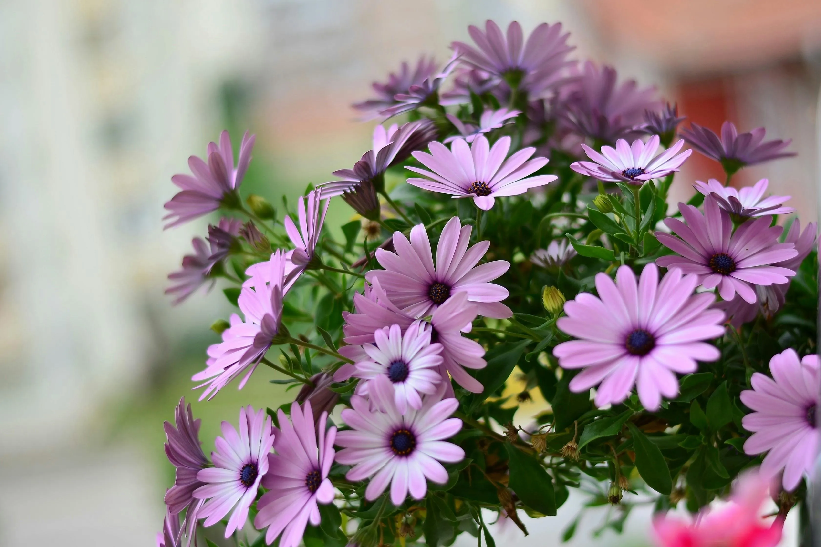 Bunch of blooming purple daisies in soft focus Wallpaper