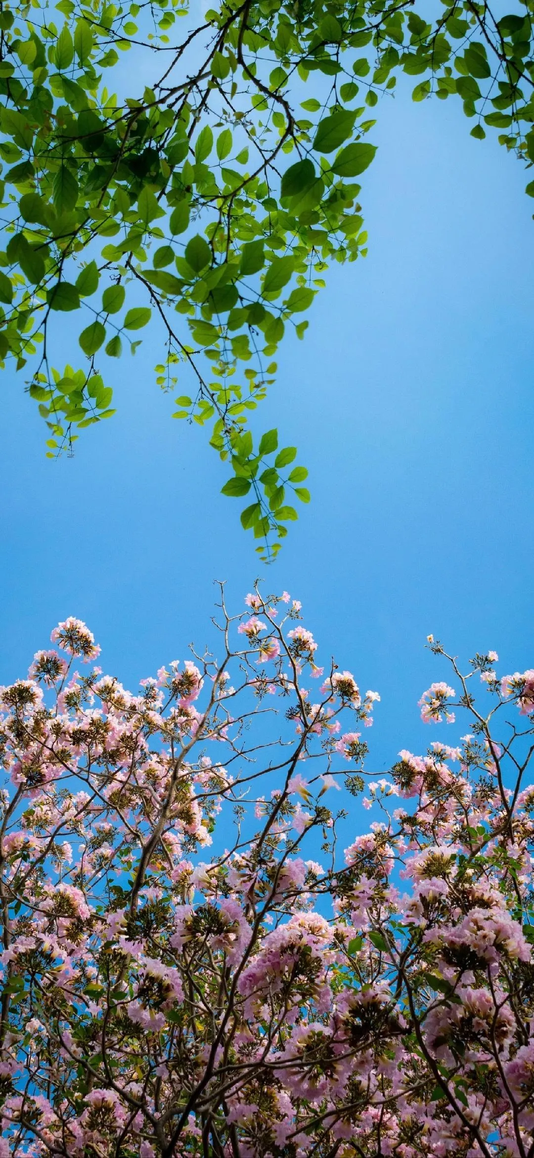 Cherry Blossom Tree Under Blue Sky with Spring Vibes