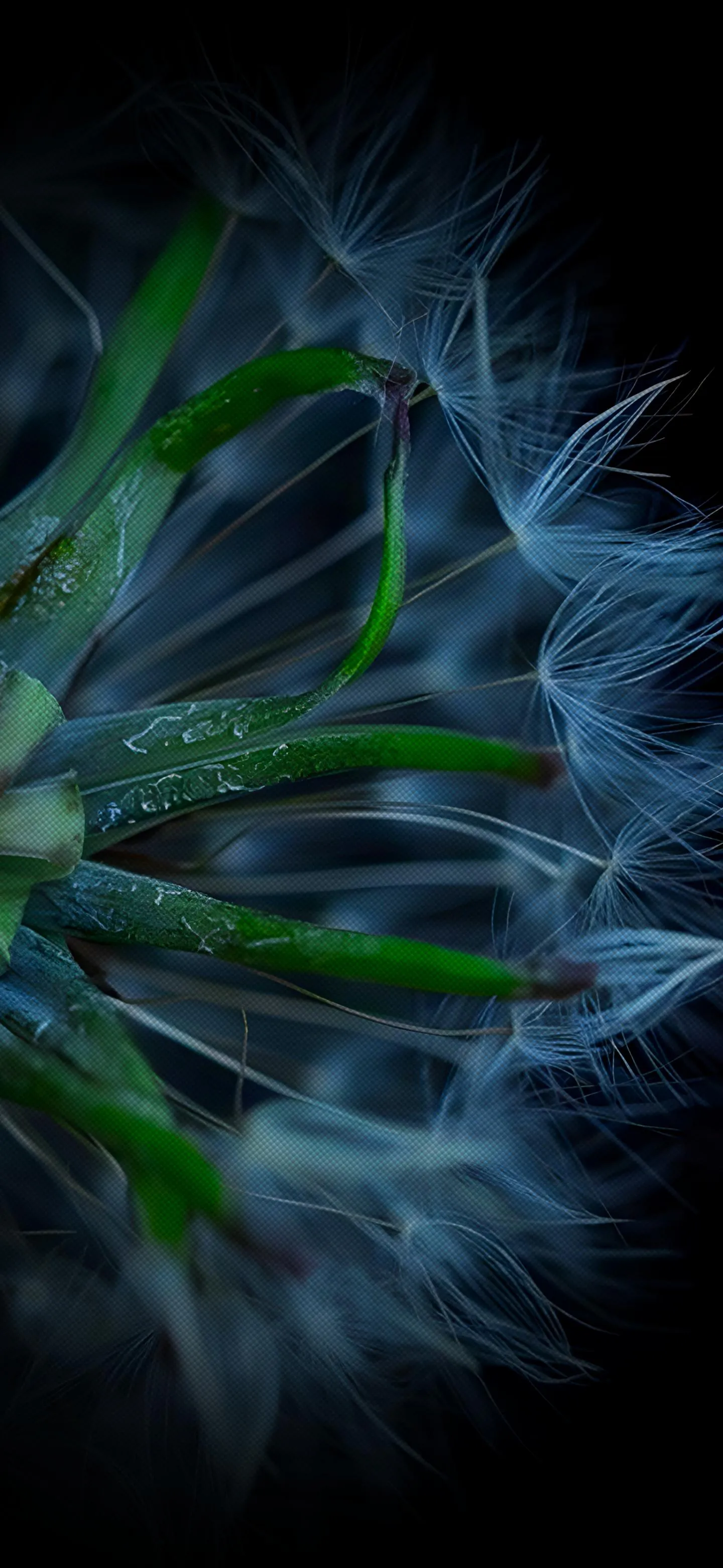 Close up macro of dandelion seeds with morning dewdrops