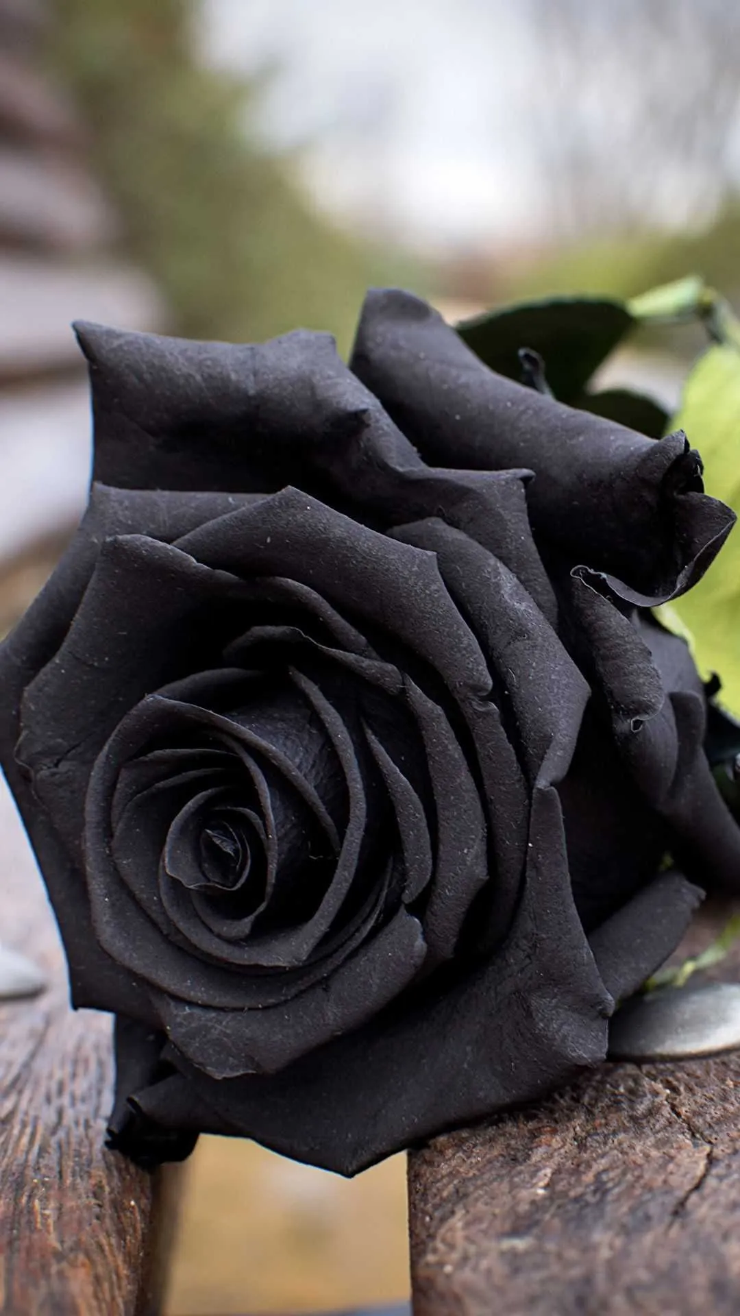 Close up of a black rose with blurred background Wallpaper