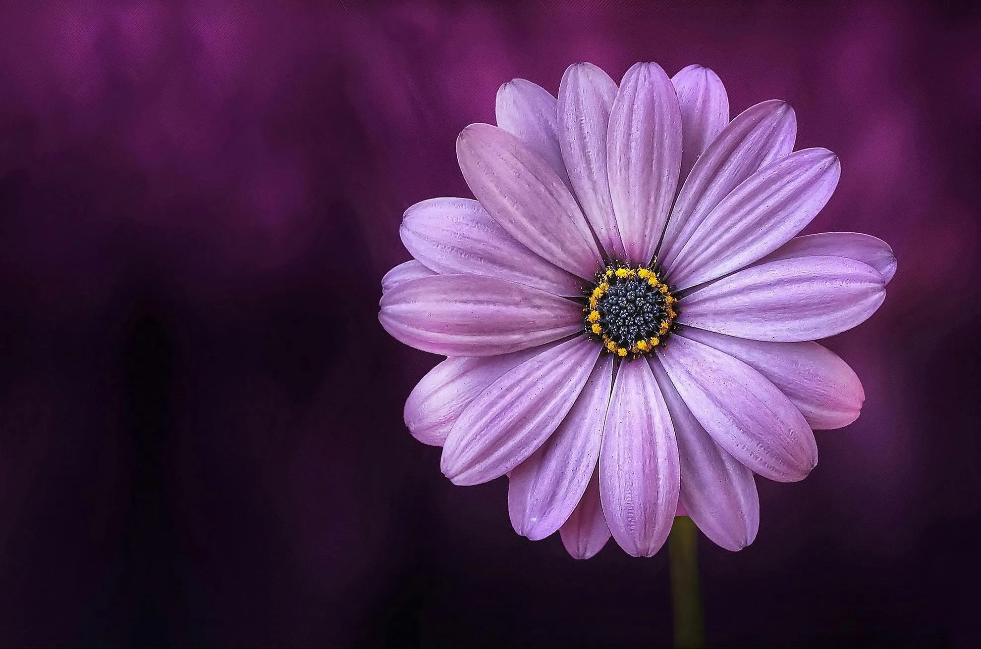 Close up of a purple flower with a blurred dark background