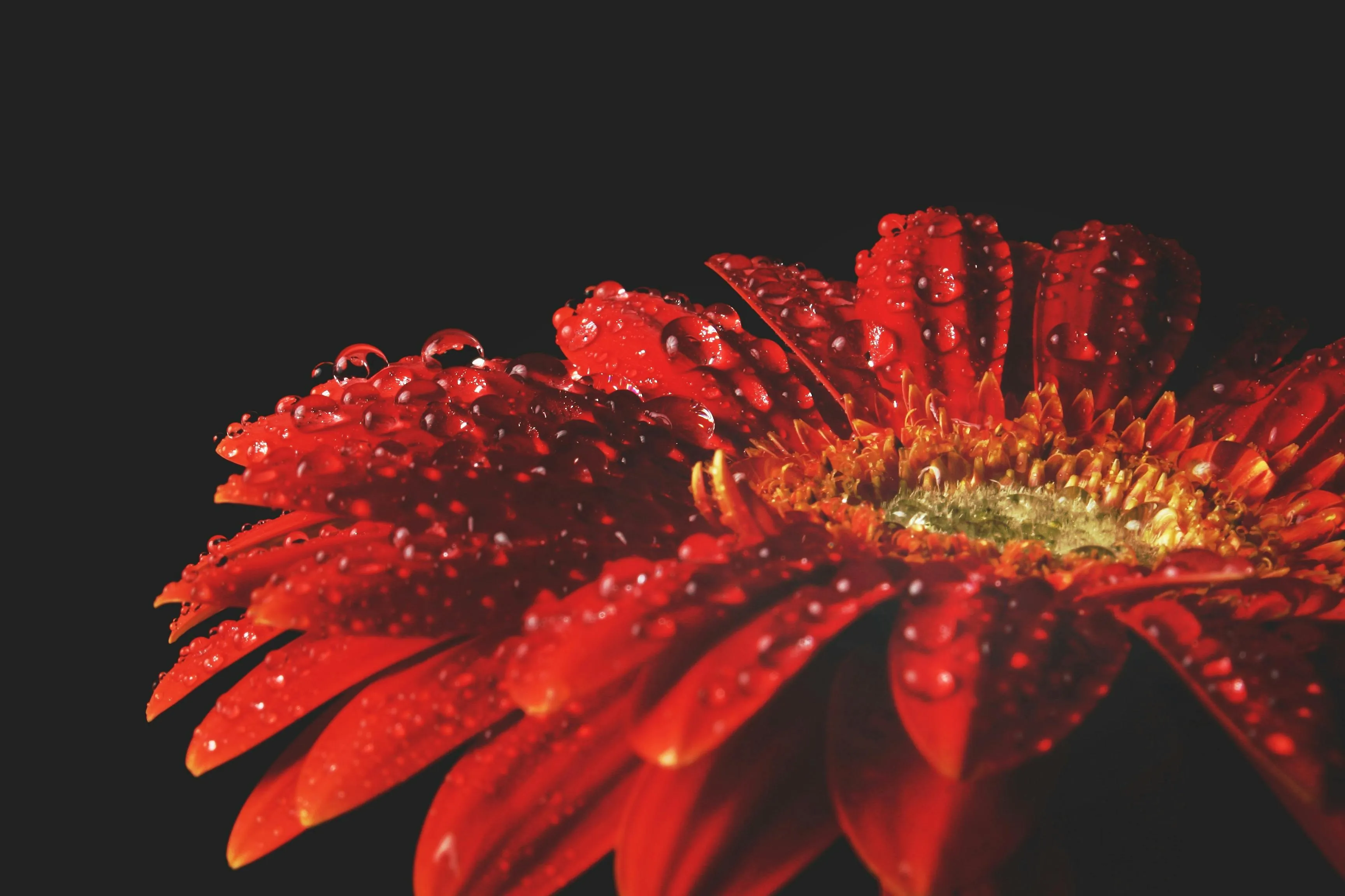 Close up of a red flower with water droplets on the petals
