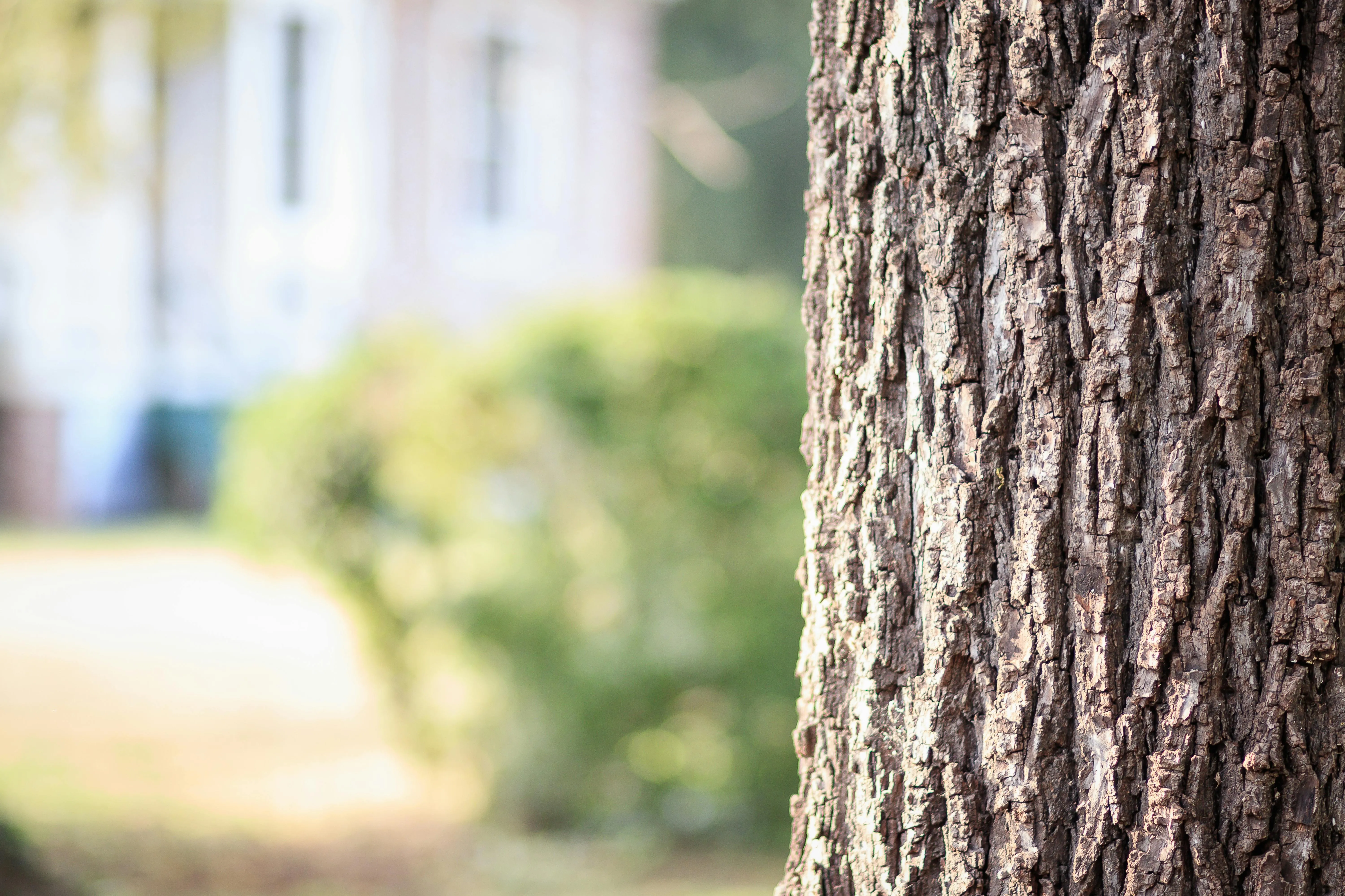 Close up of a tree stem with a blurred park background image
