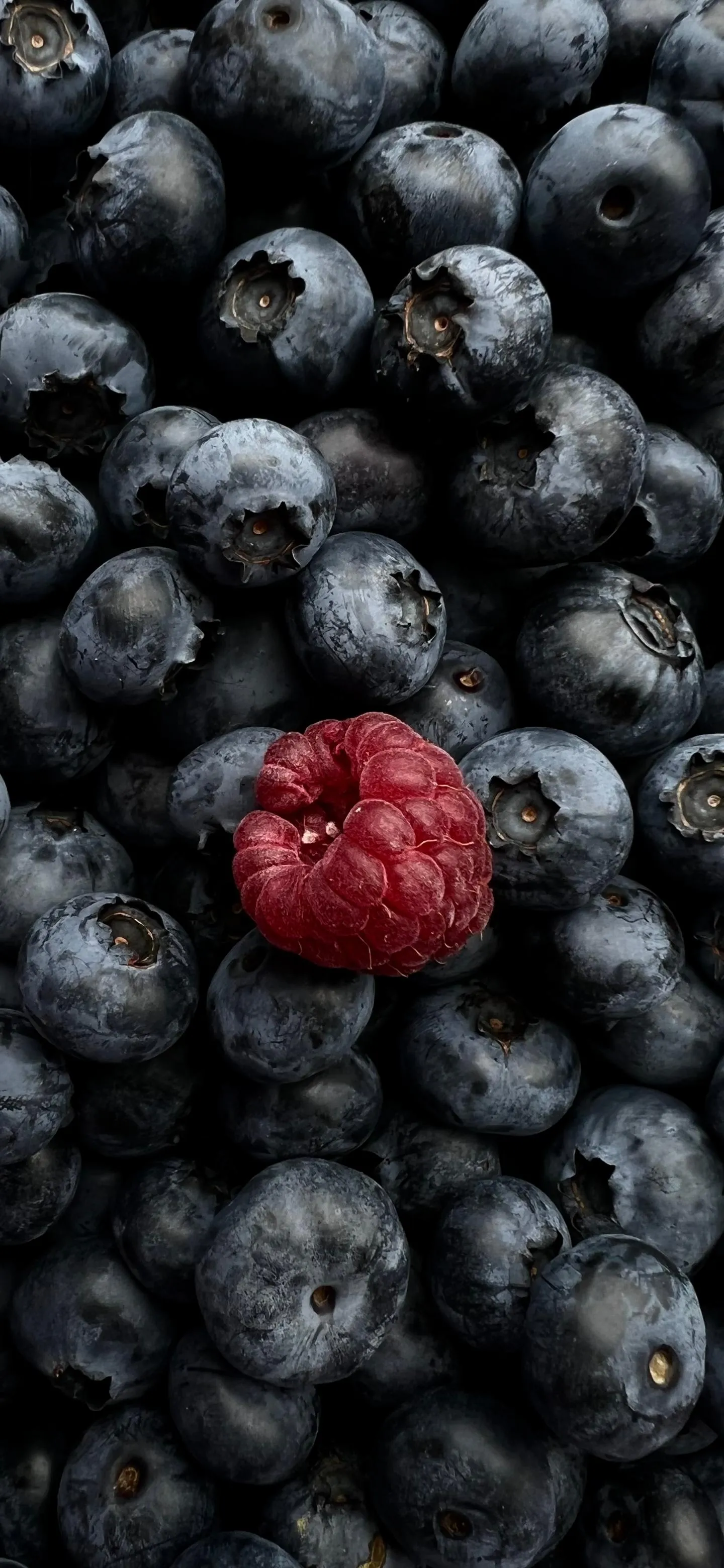 Close Up of Blueberries with One Red Berry Mobile Wallpaper