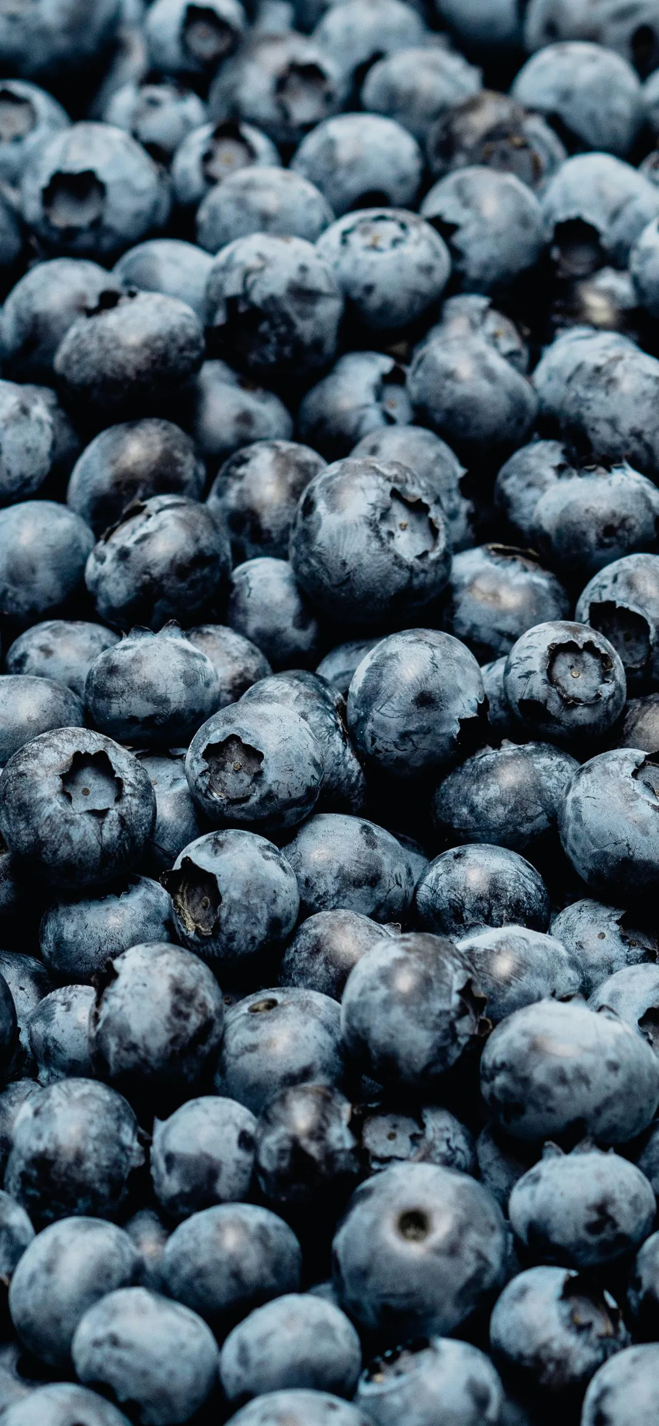 Close Up of Fresh Blueberries in High Resolution Detail