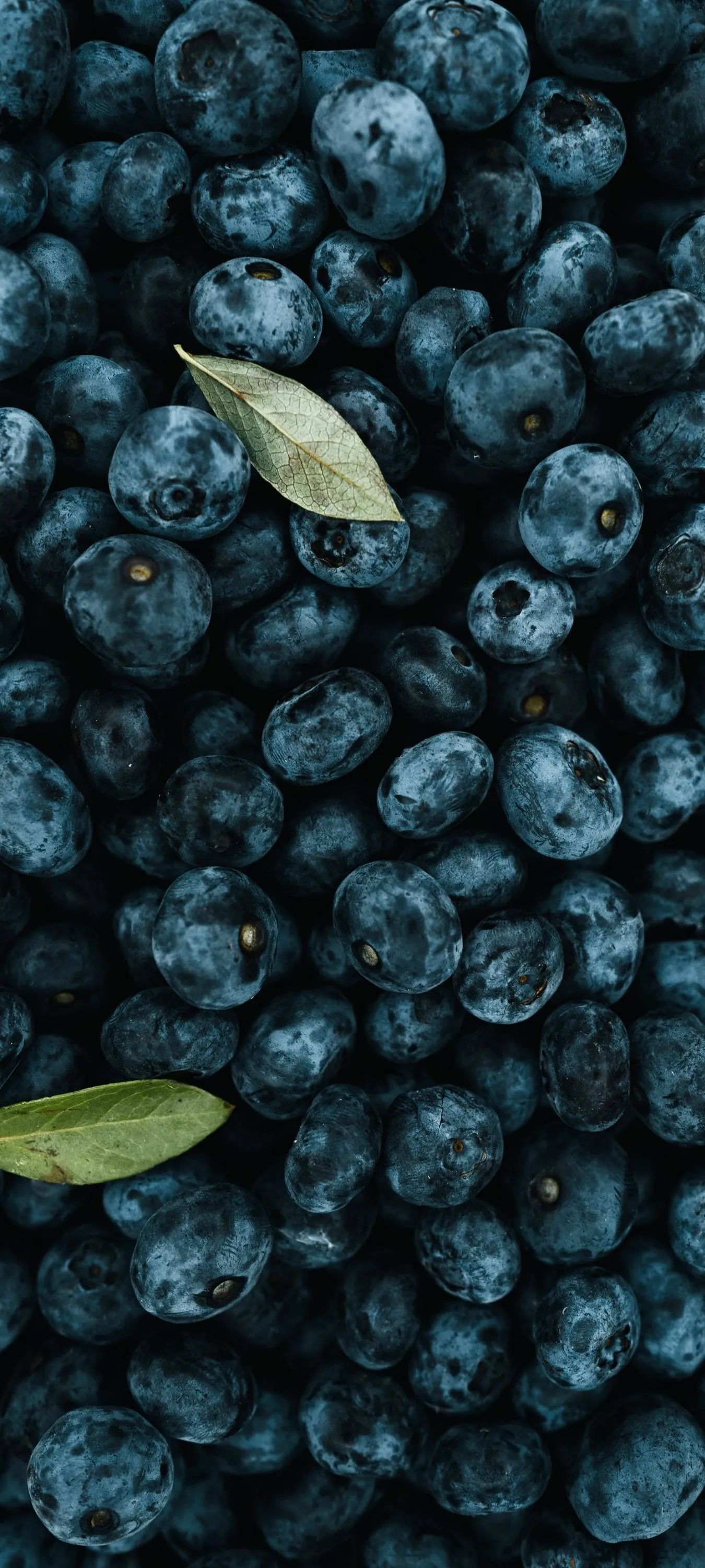 Close Up of Fresh Blueberries with Water Droplets image