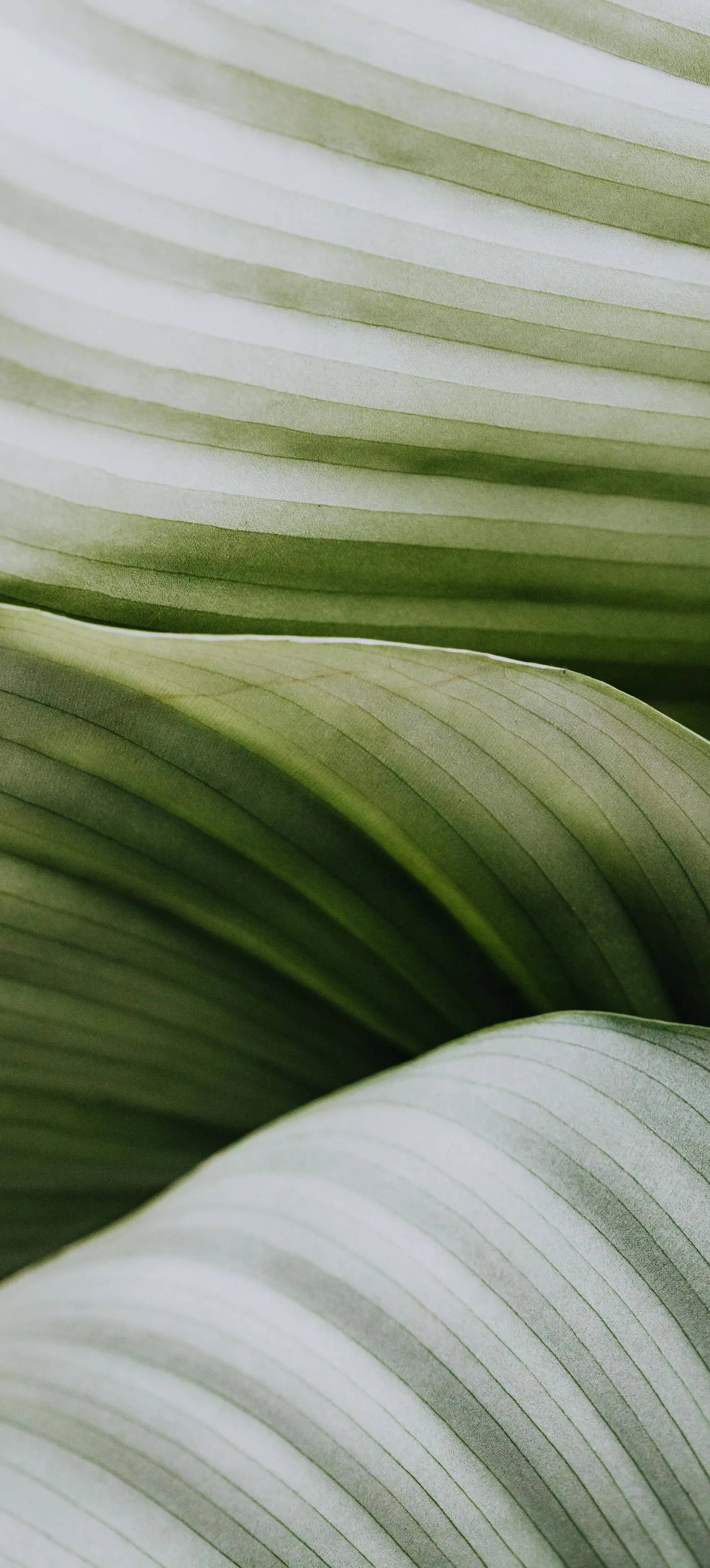 Close Up of Green Leaf Texture with Natural White Lighting
