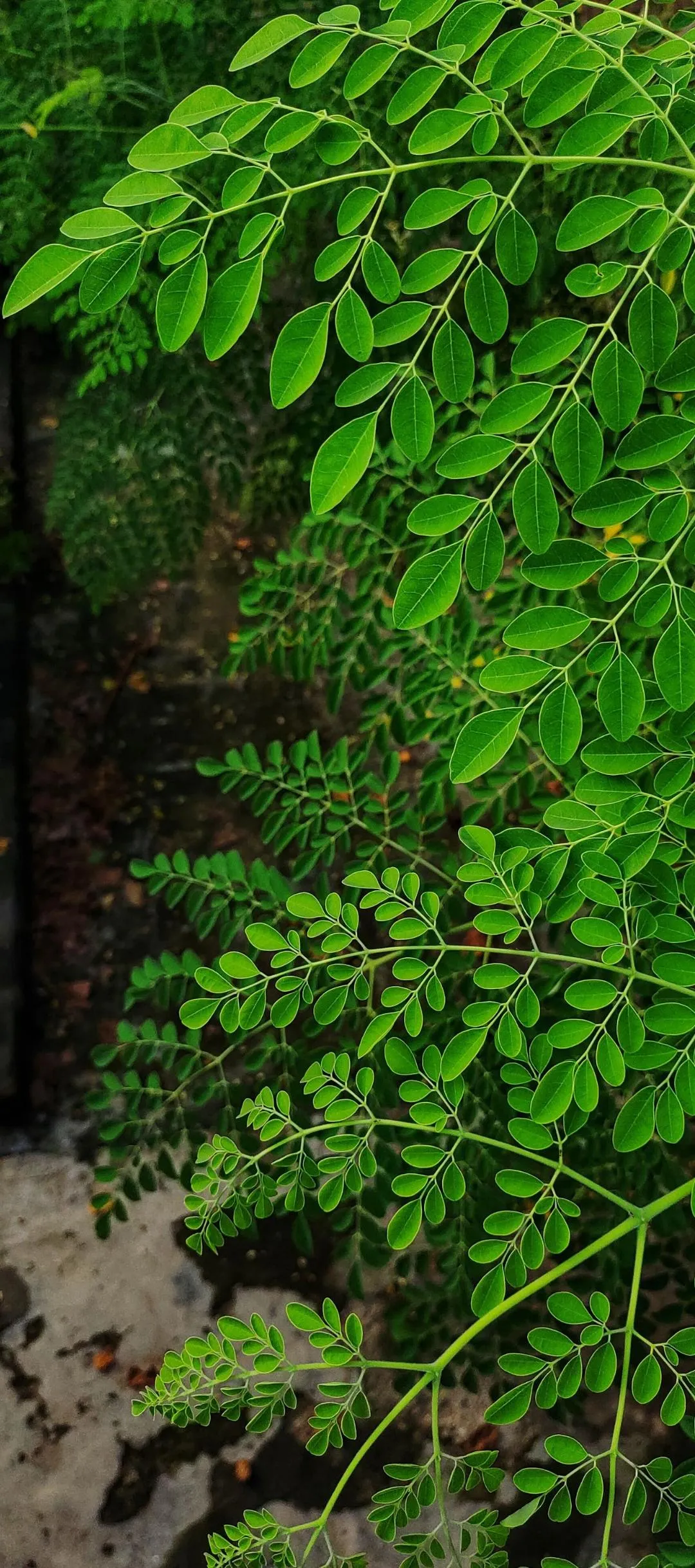 Close Up of Green Leaves with Natural Light Wallpaper