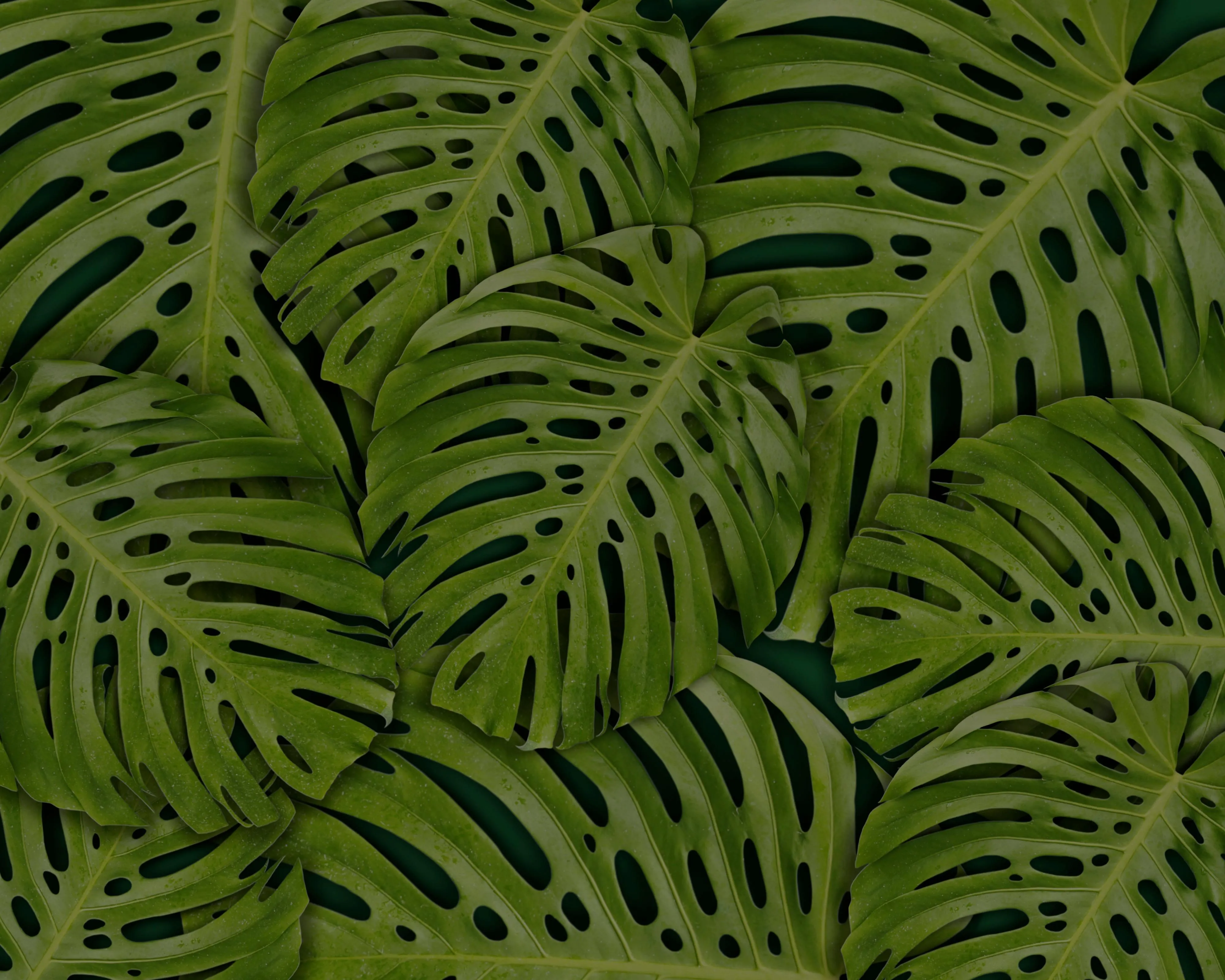 Close up of green tropical leaves with deep shadows image