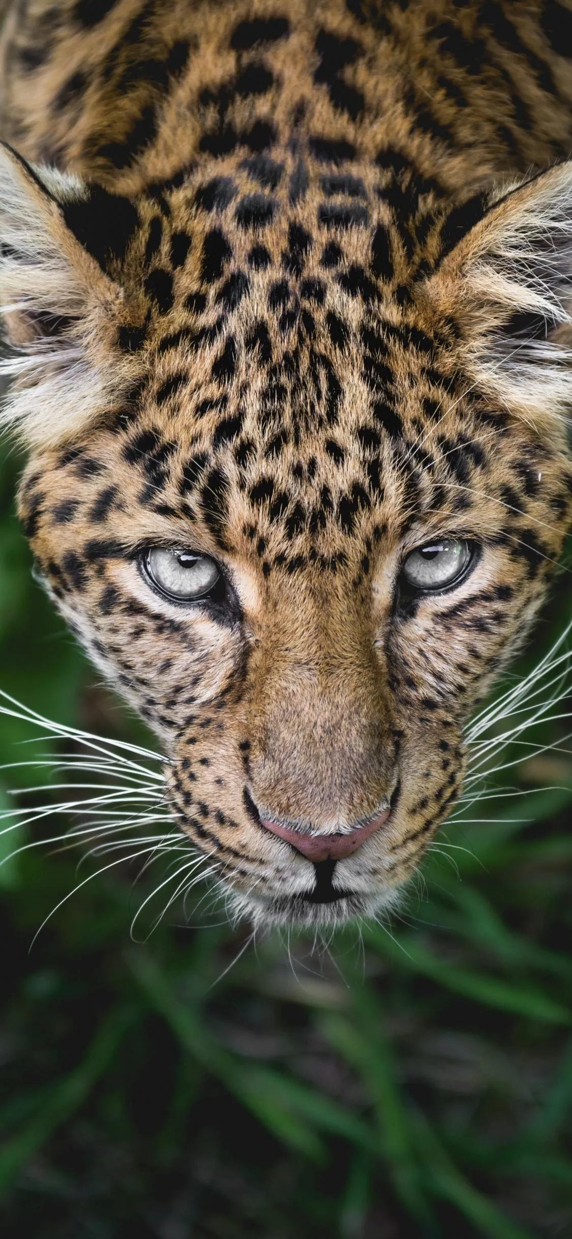 Close Up of Leopard Cub in Green Jungle Environment