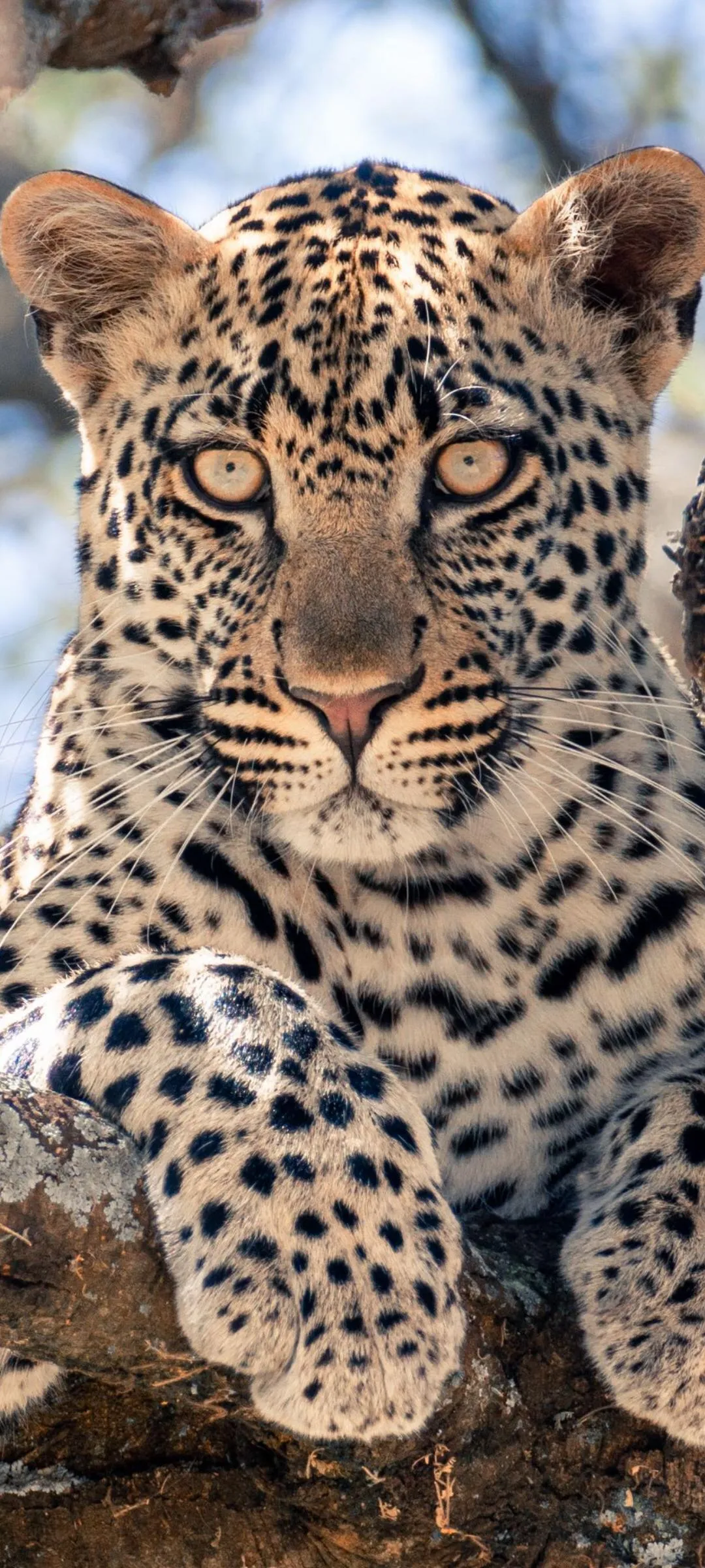 Close Up of Leopard Looking Forward with Intense Eyes Mobile