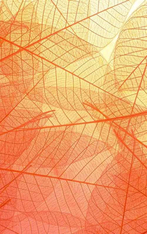Close up of orange leaves with delicate leaf veins showing