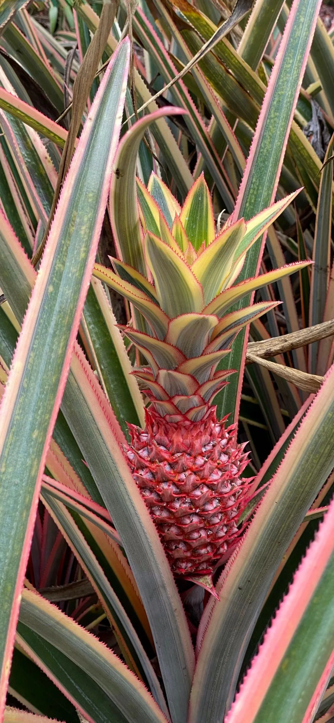 Close Up of Pineapple Leaves in Garden Environment