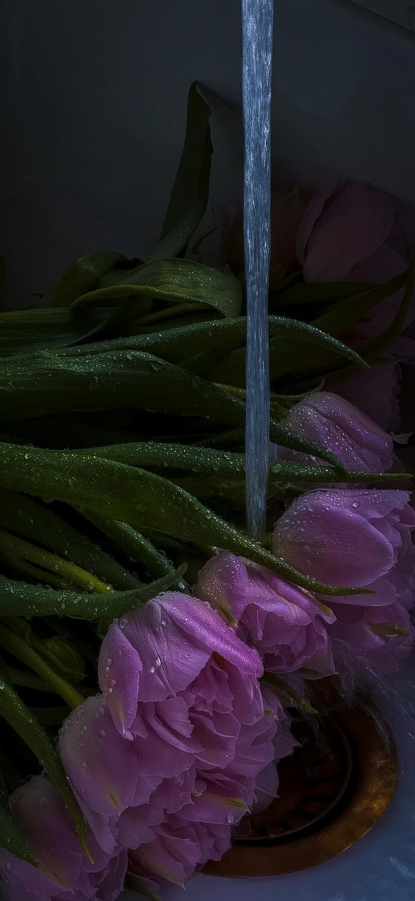 Close Up of Purple Flowers in Low Light Setting Wallpaper