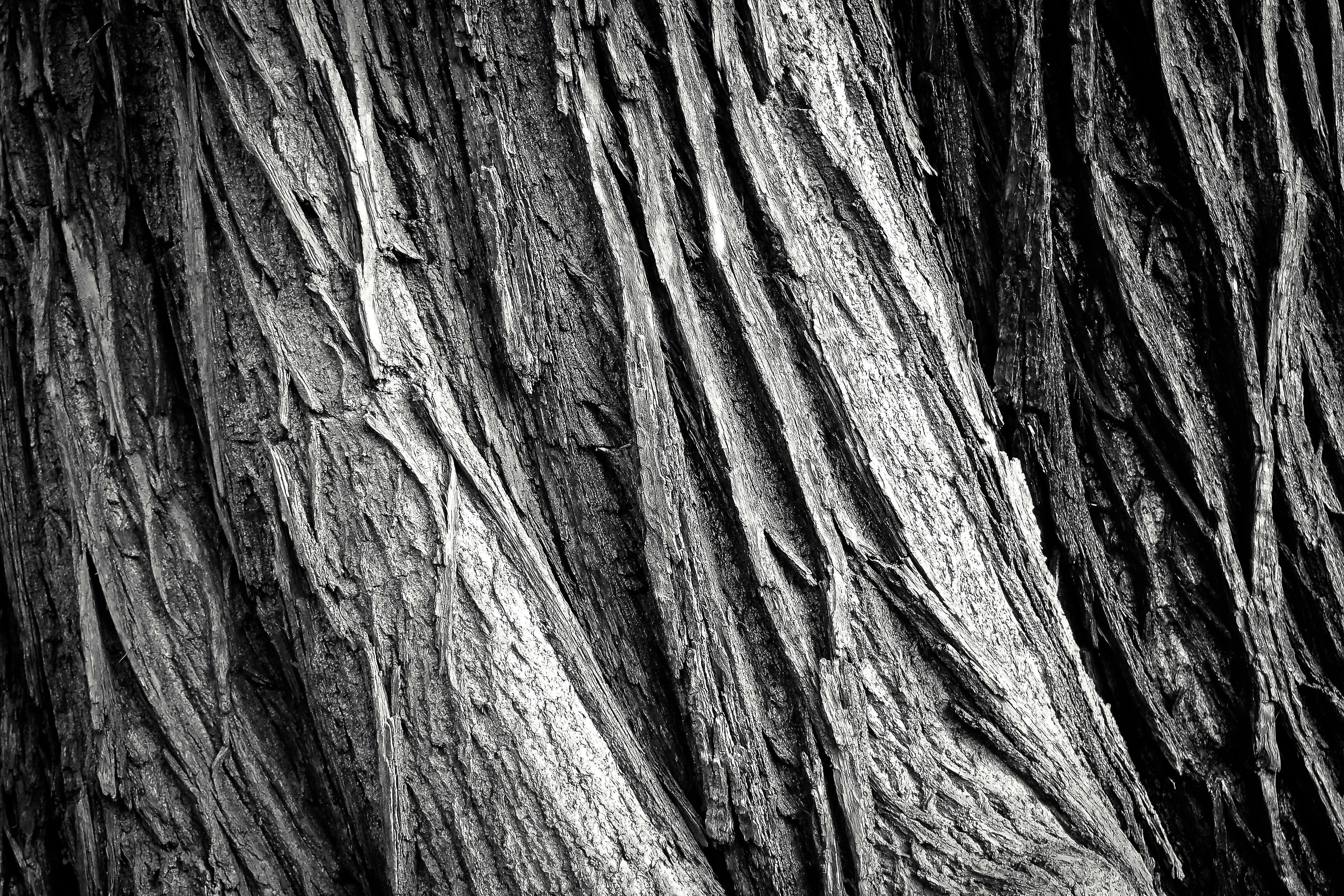 Close up of tree bark in black and white free Wallpaper