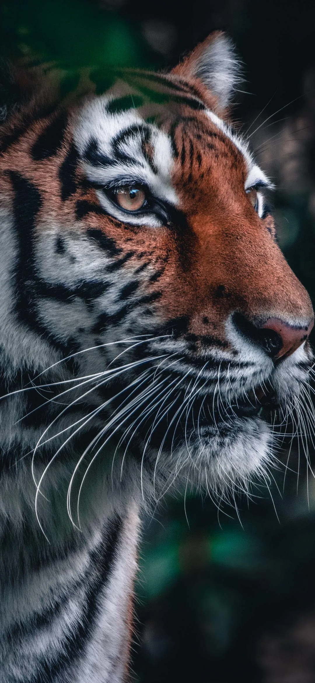 Close Up Portrait of Majestic Tiger in Natural Habitat