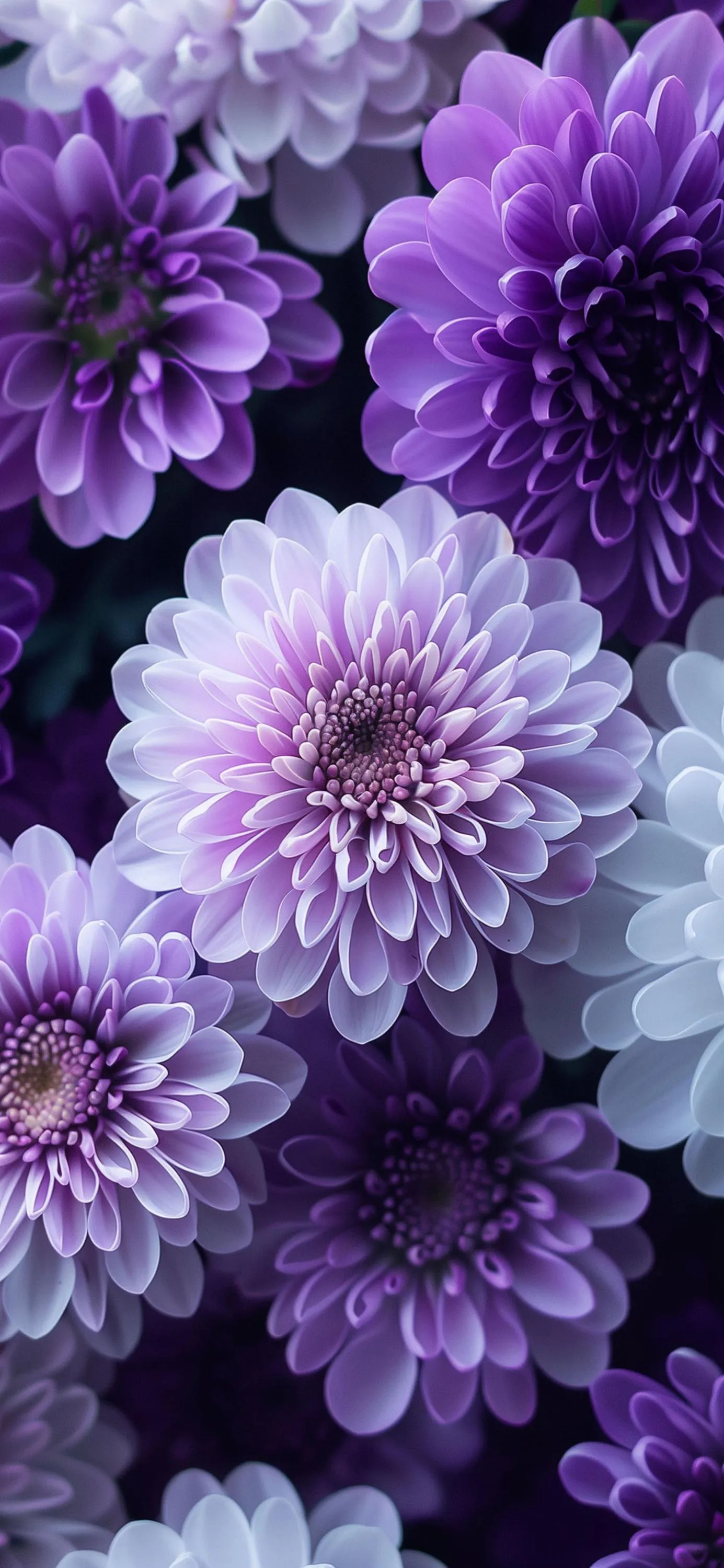 Close Up Shot of Purple Flowers in Full Bloom Beauty
