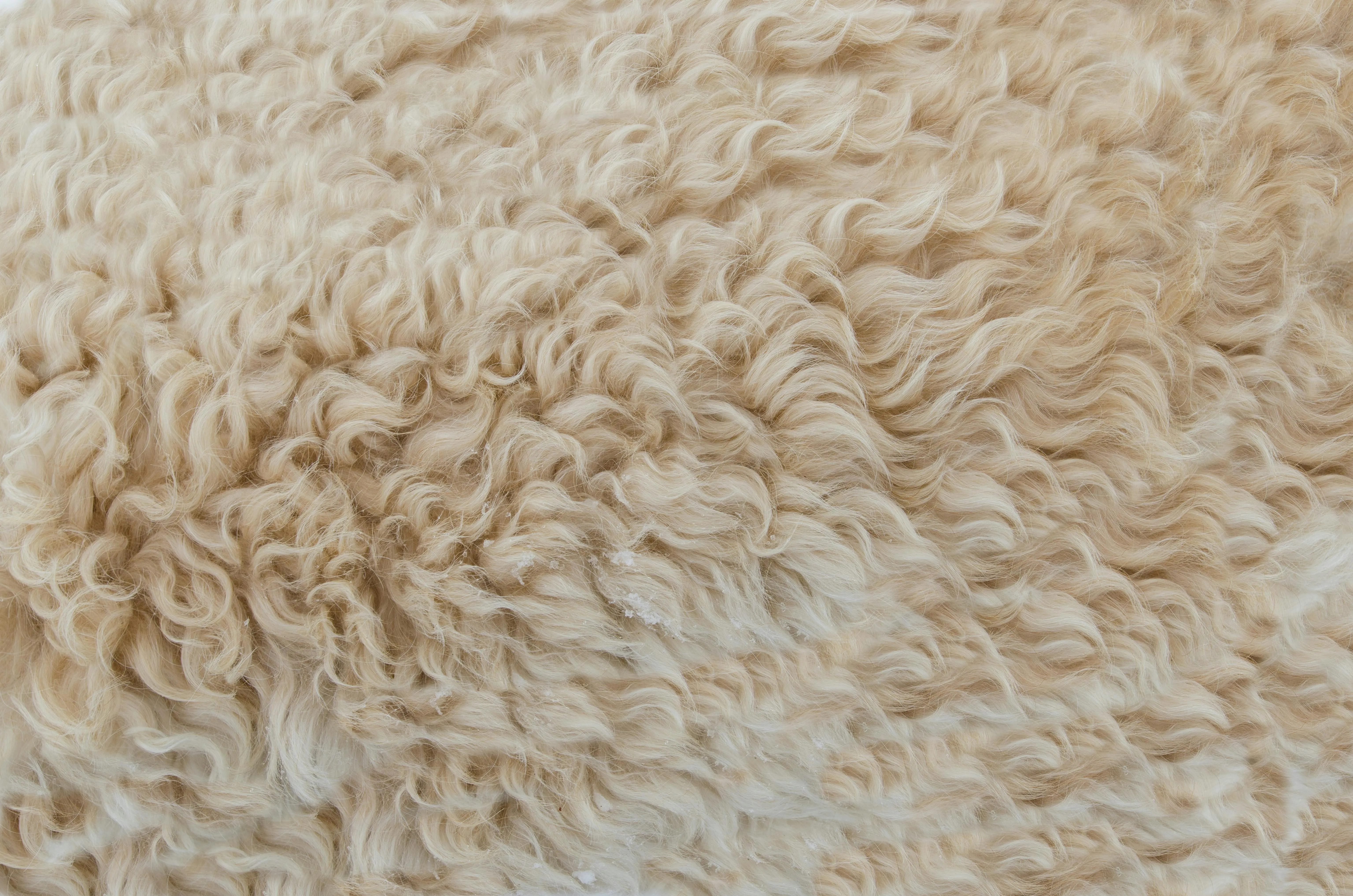 Close up texture of soft curly cream wool free Wallpaper
