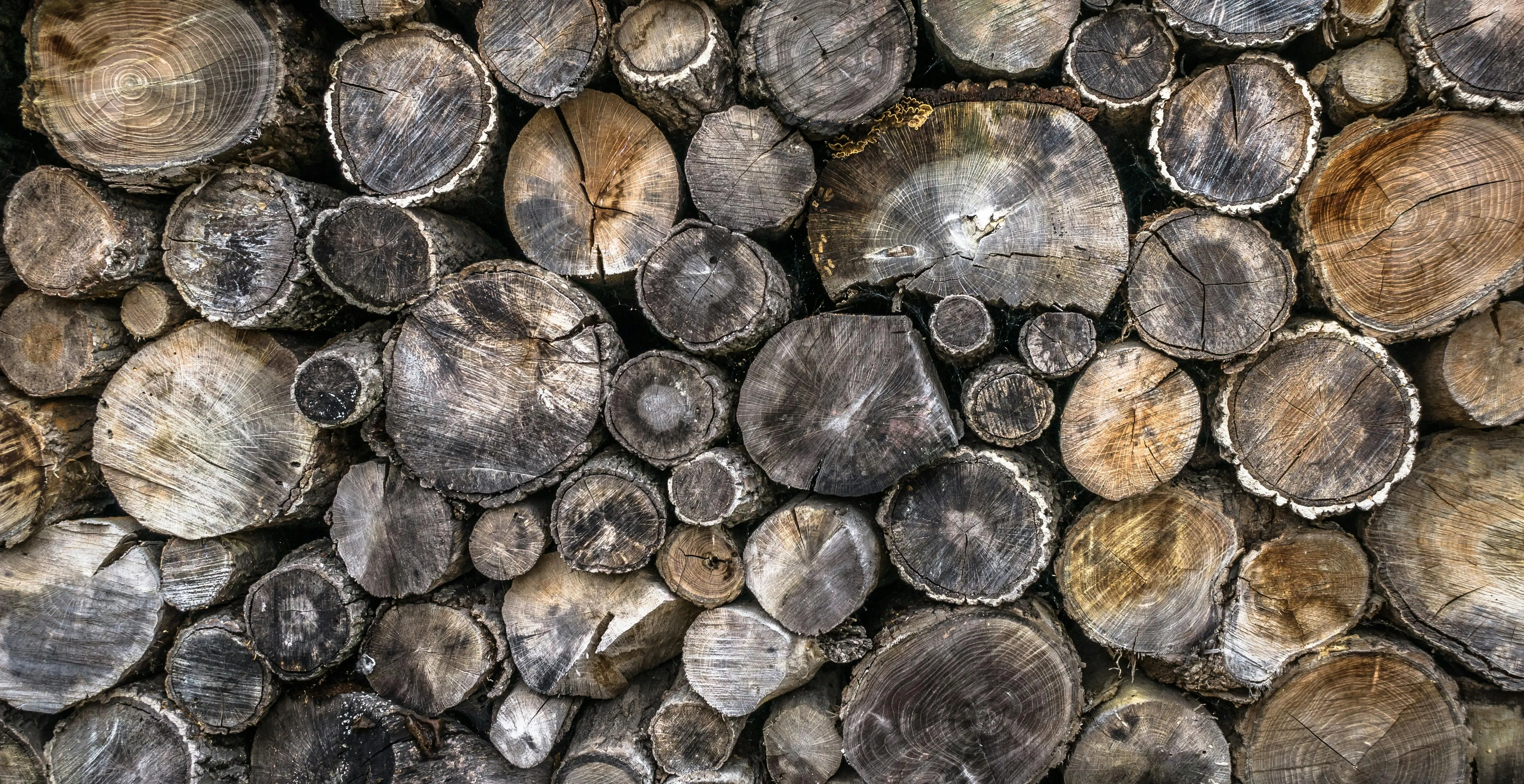 Close up view of tree logs with detailed rings and texture