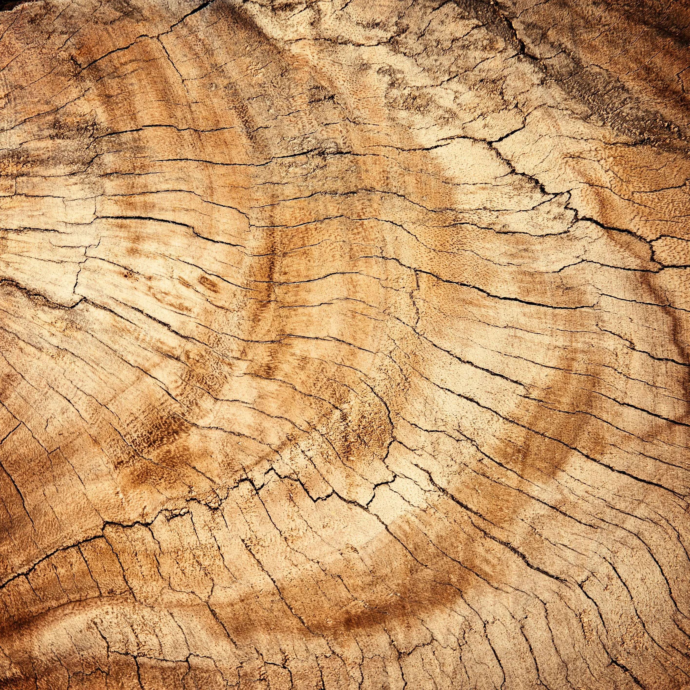 Closeup of a tree rings showing natural wood texture image
