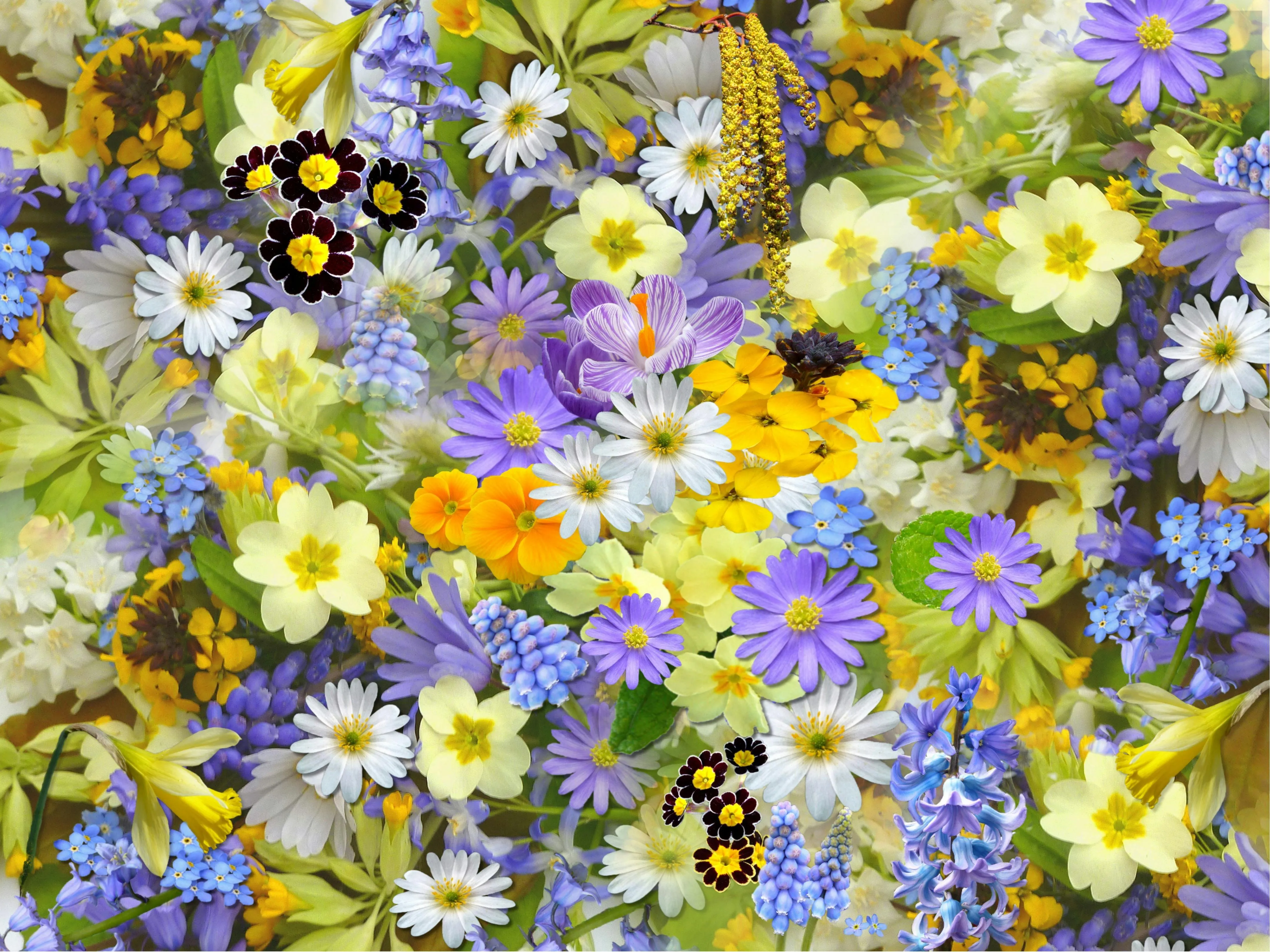 Closeup of colourful wildflowers blooming in sunlight image