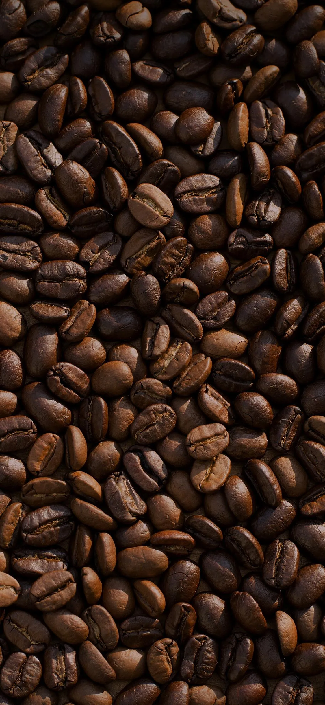 Closeup of Fresh Roasted Coffee Beans Spread Evenly