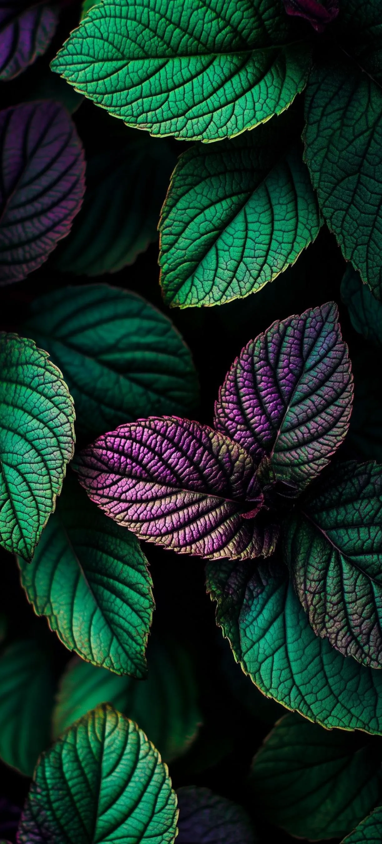 Closeup of Green and Purple Tropical Leaves in Forest