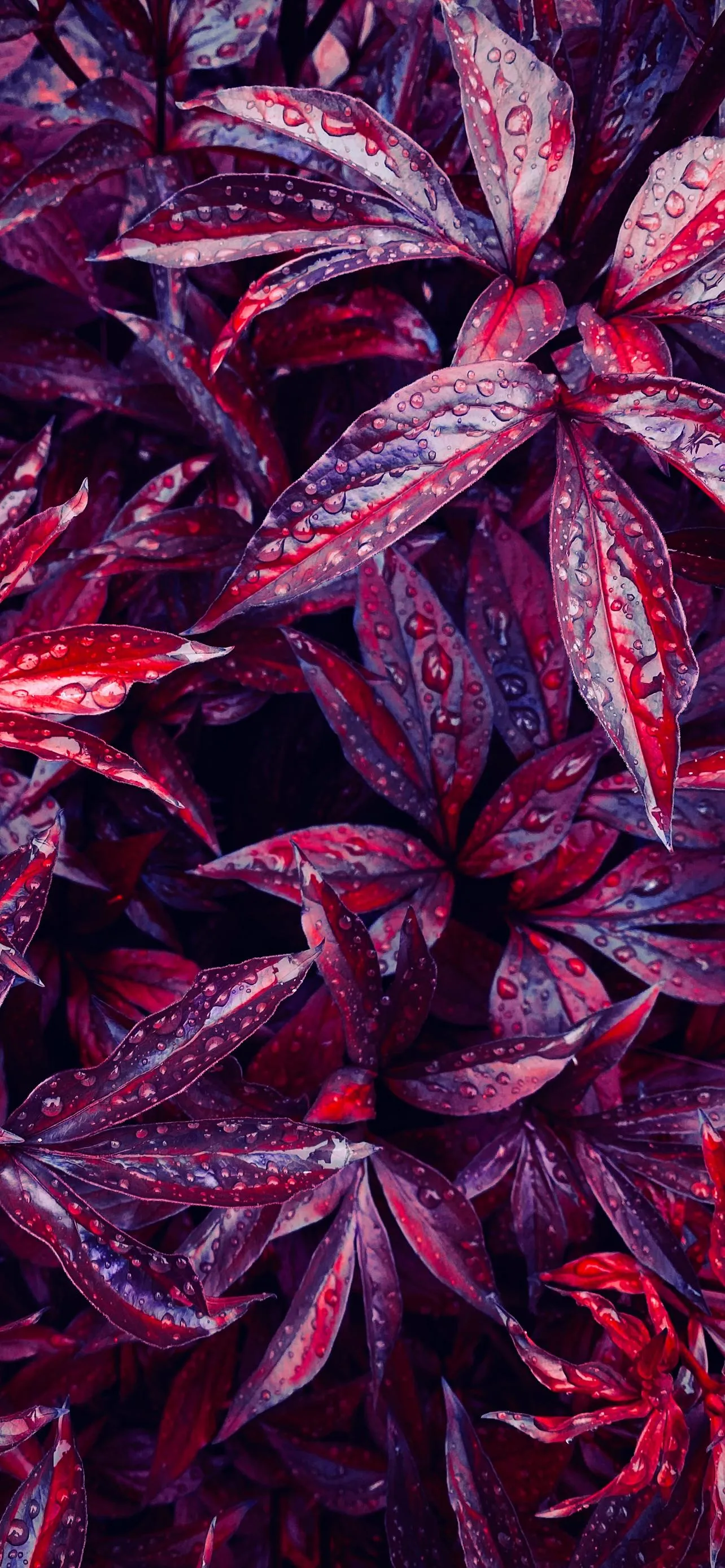 Closeup of Purple Leaves with Vivid Color and Detail