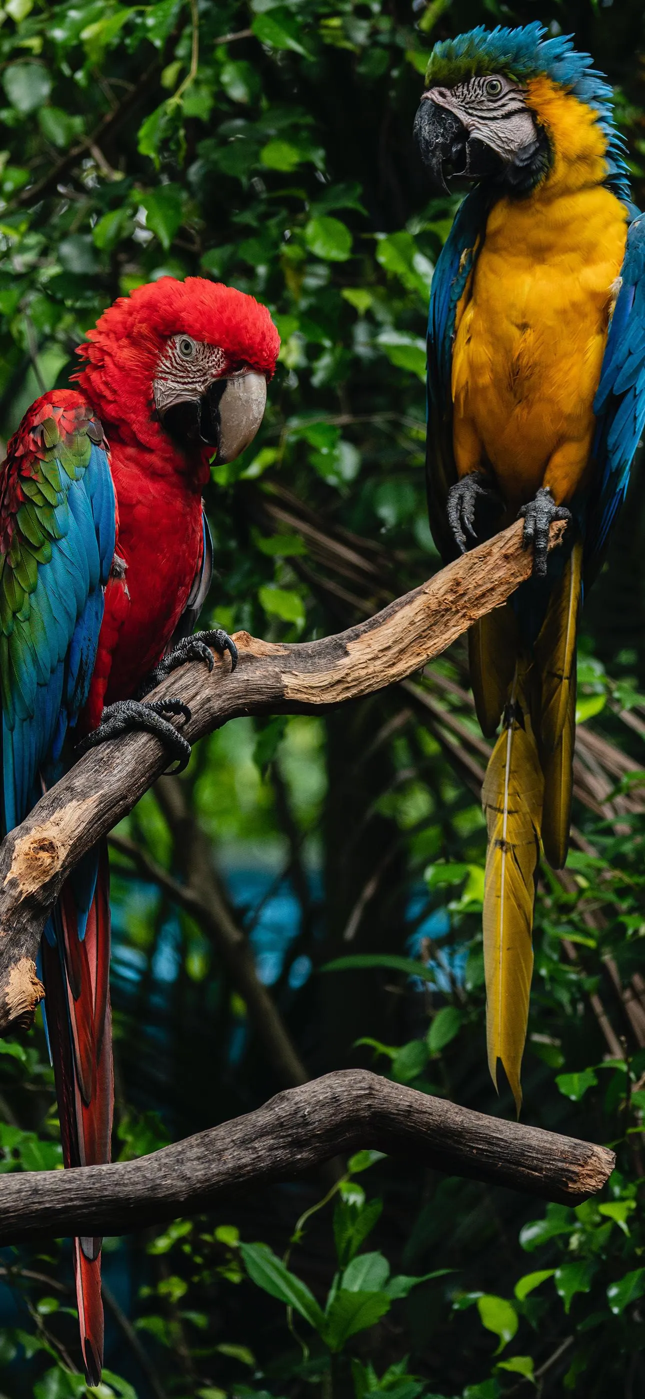 Colorful Parrots Sitting on Tree Branch in Tropical Forest