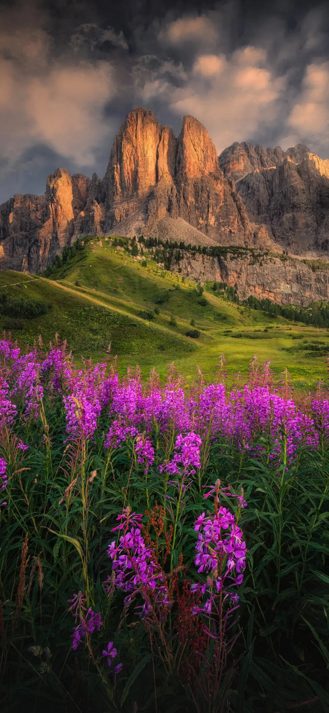 Colorful Wildflowers in Mountain Landscape Mobile Wallpaper