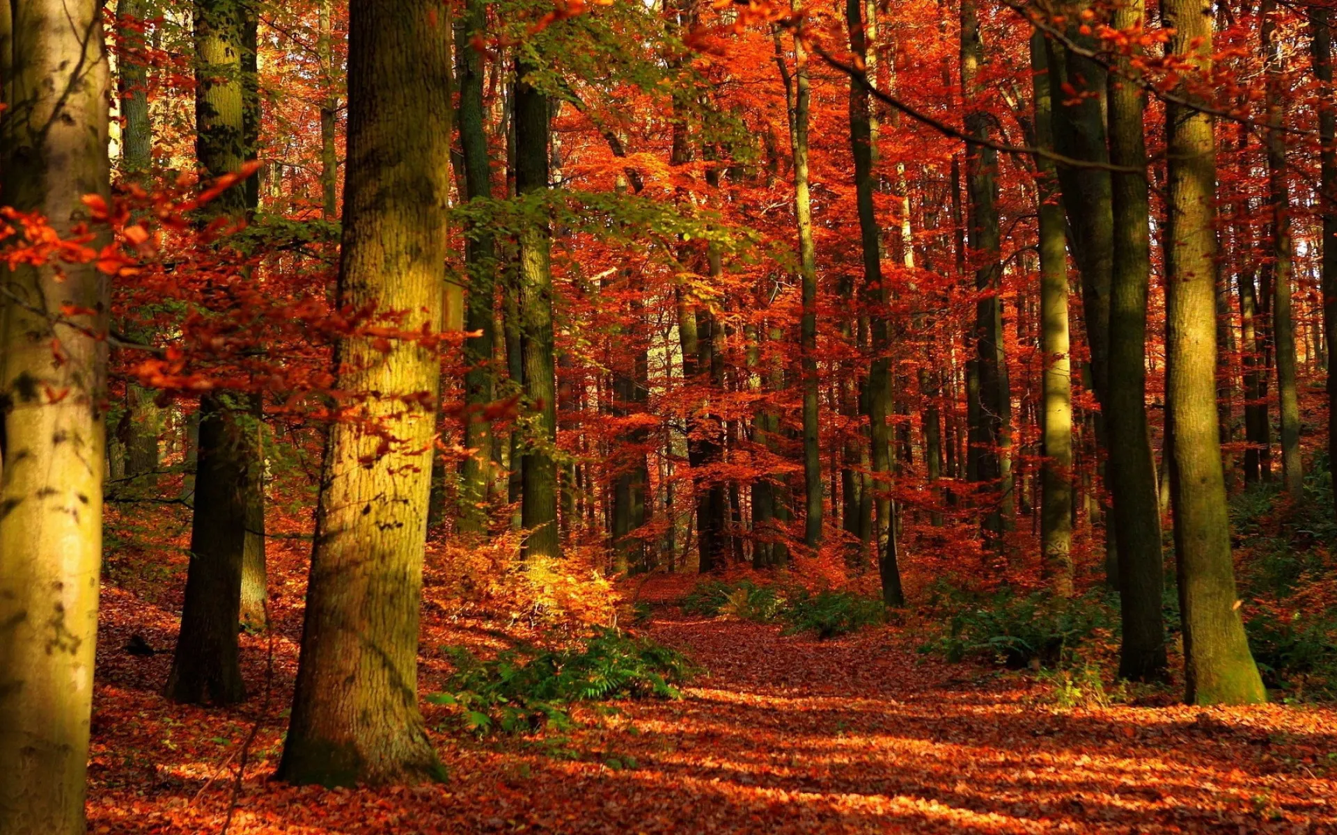 Colourful autumn forest scene with orange and green trees