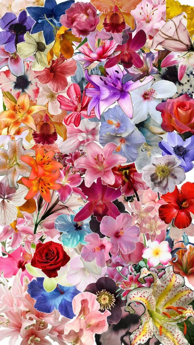 Colourful mix of fresh flowers creating a vivid backdrop HD
