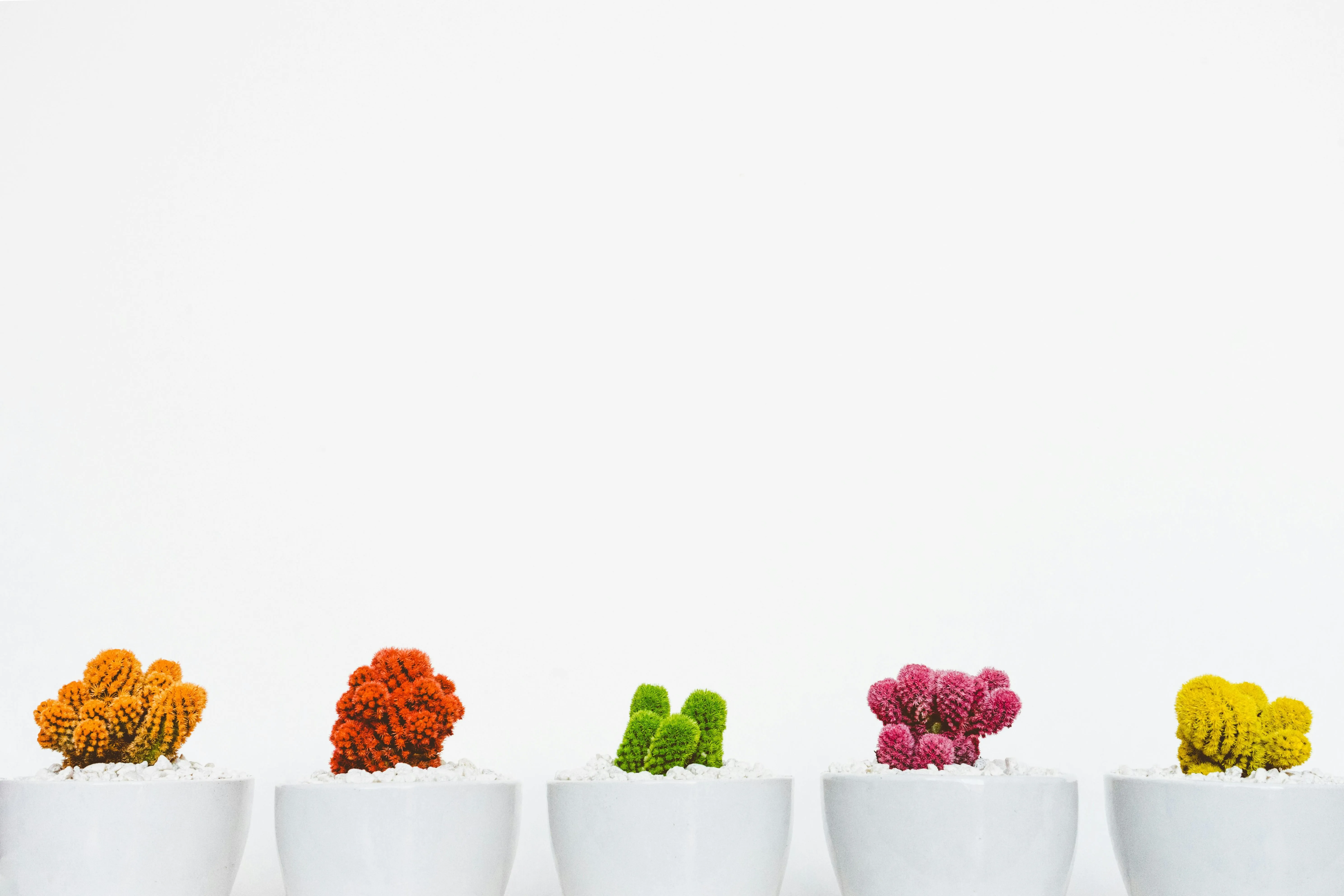 Colourful plants in white pots against a clean white wall