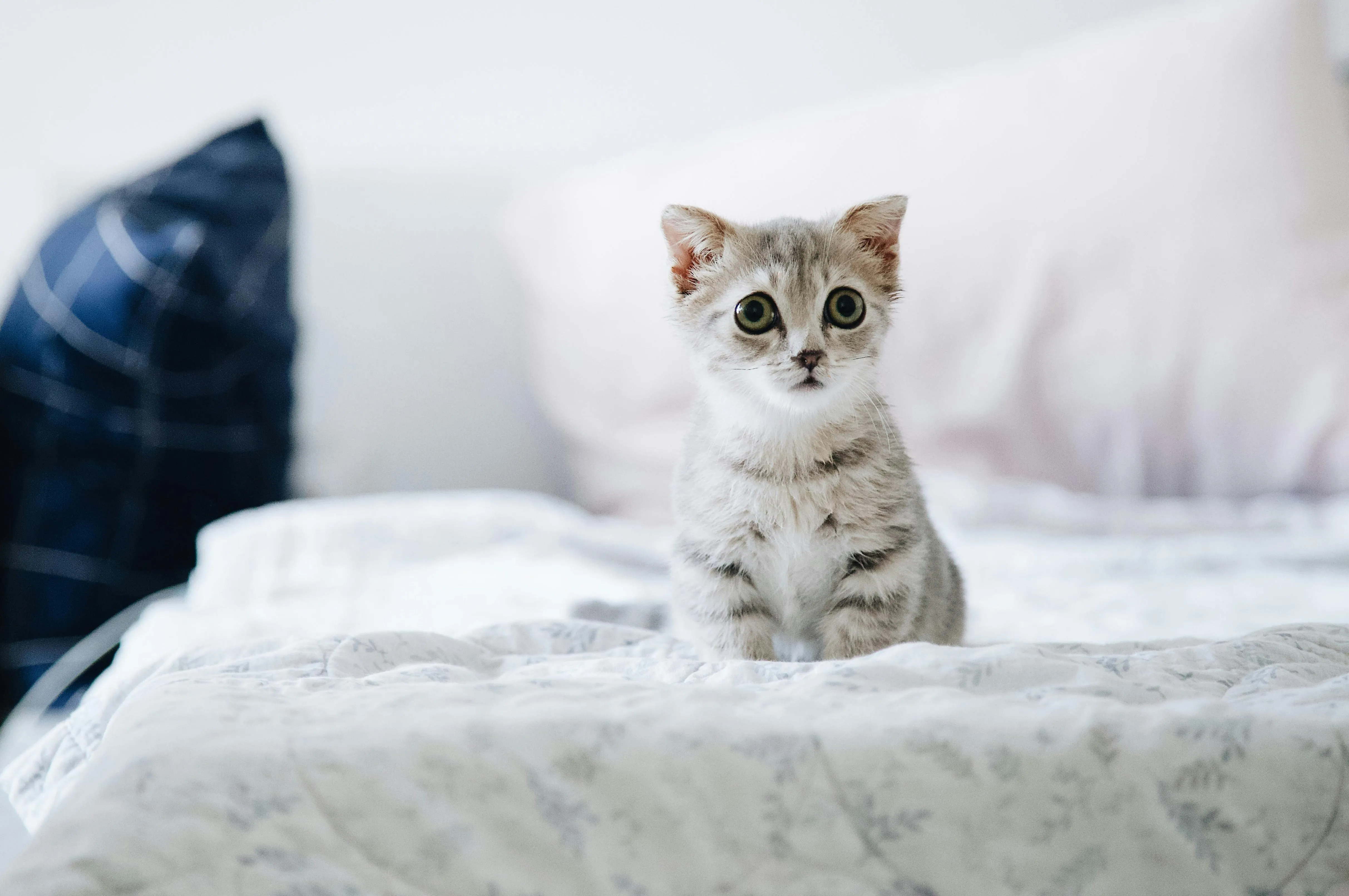 Curious kitten sitting on white bed with pillows Wallpaper