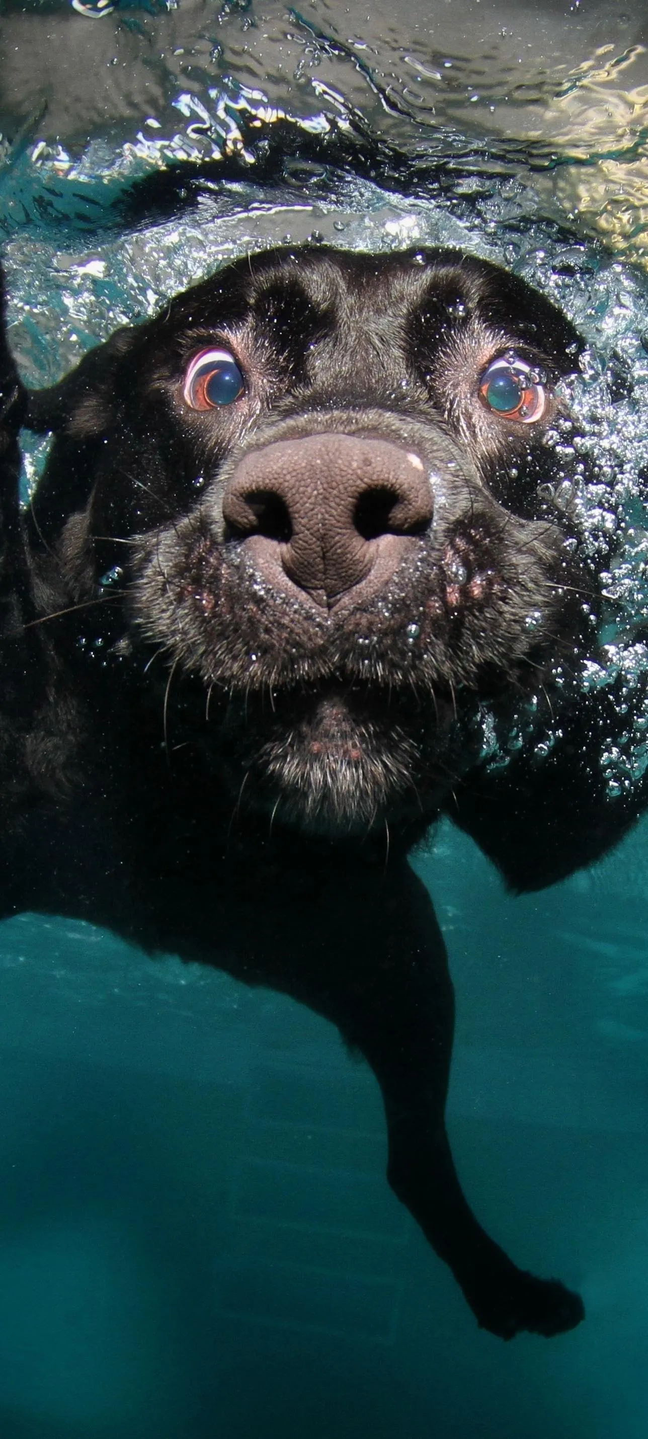 Curious Otter Swimming Underwater with Natural Light Rays