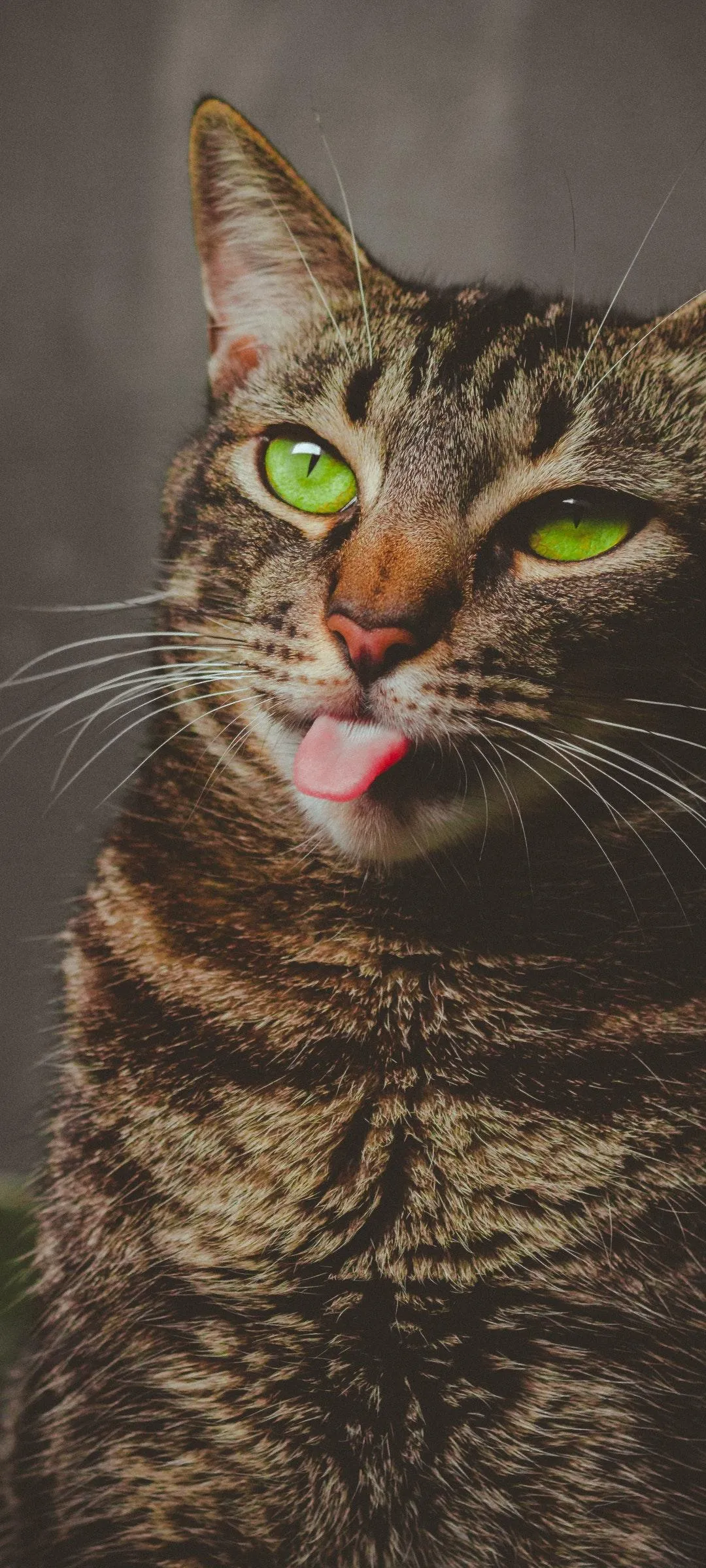 Curious Tabby Cat Looking Up in Warm Indoor Light Wallpaper