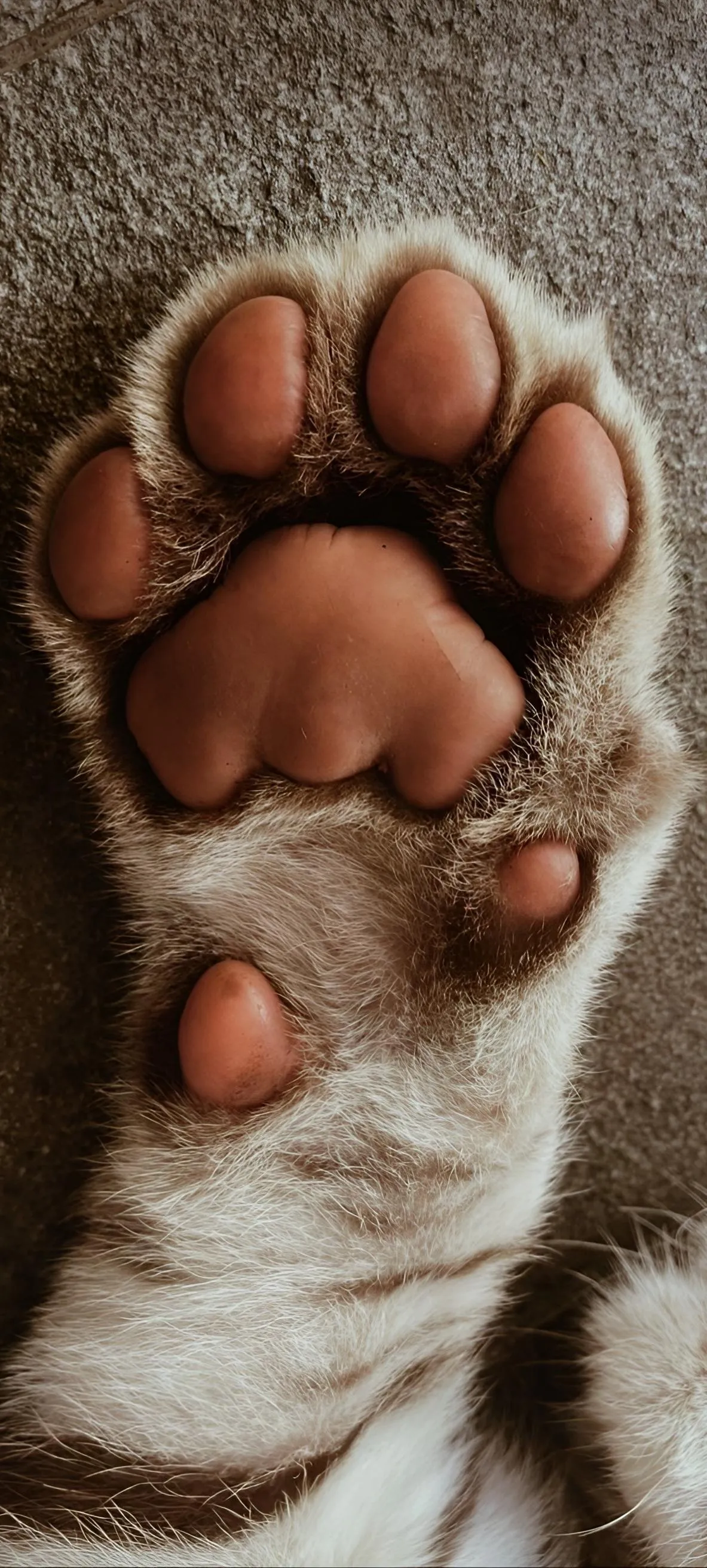 Cute Cat Paw Close Up Showing Soft Fur and Claws Wallpaper