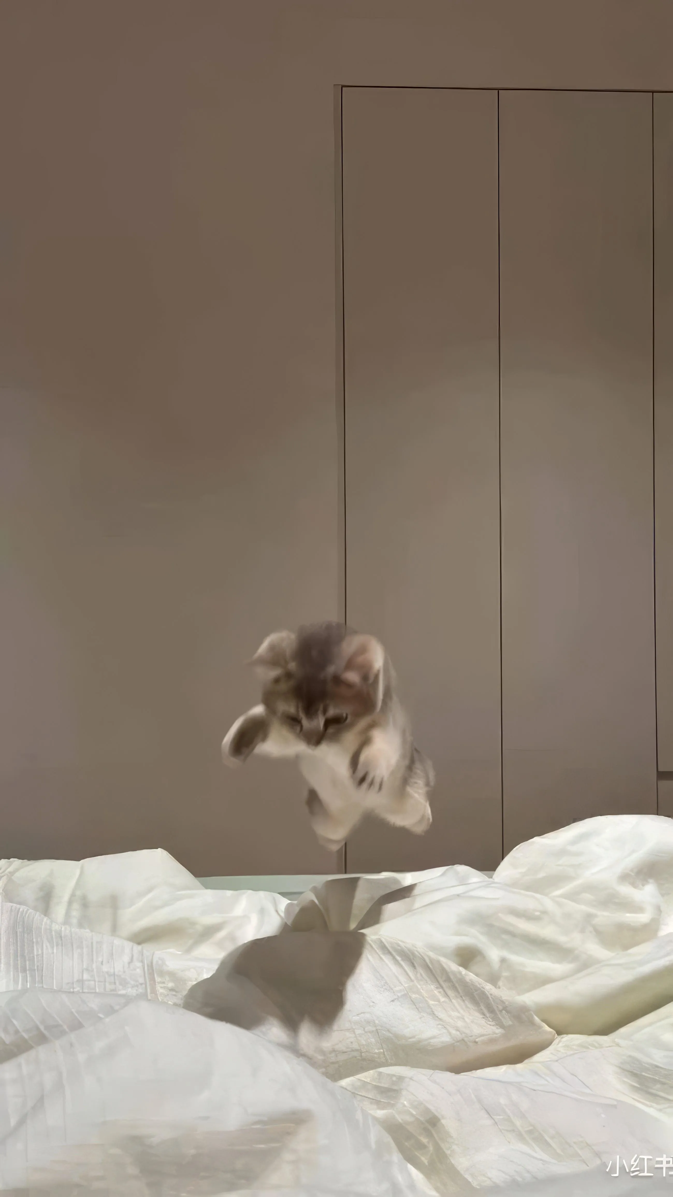 Cute cat Playing in Soft Light with Draped White Bedding