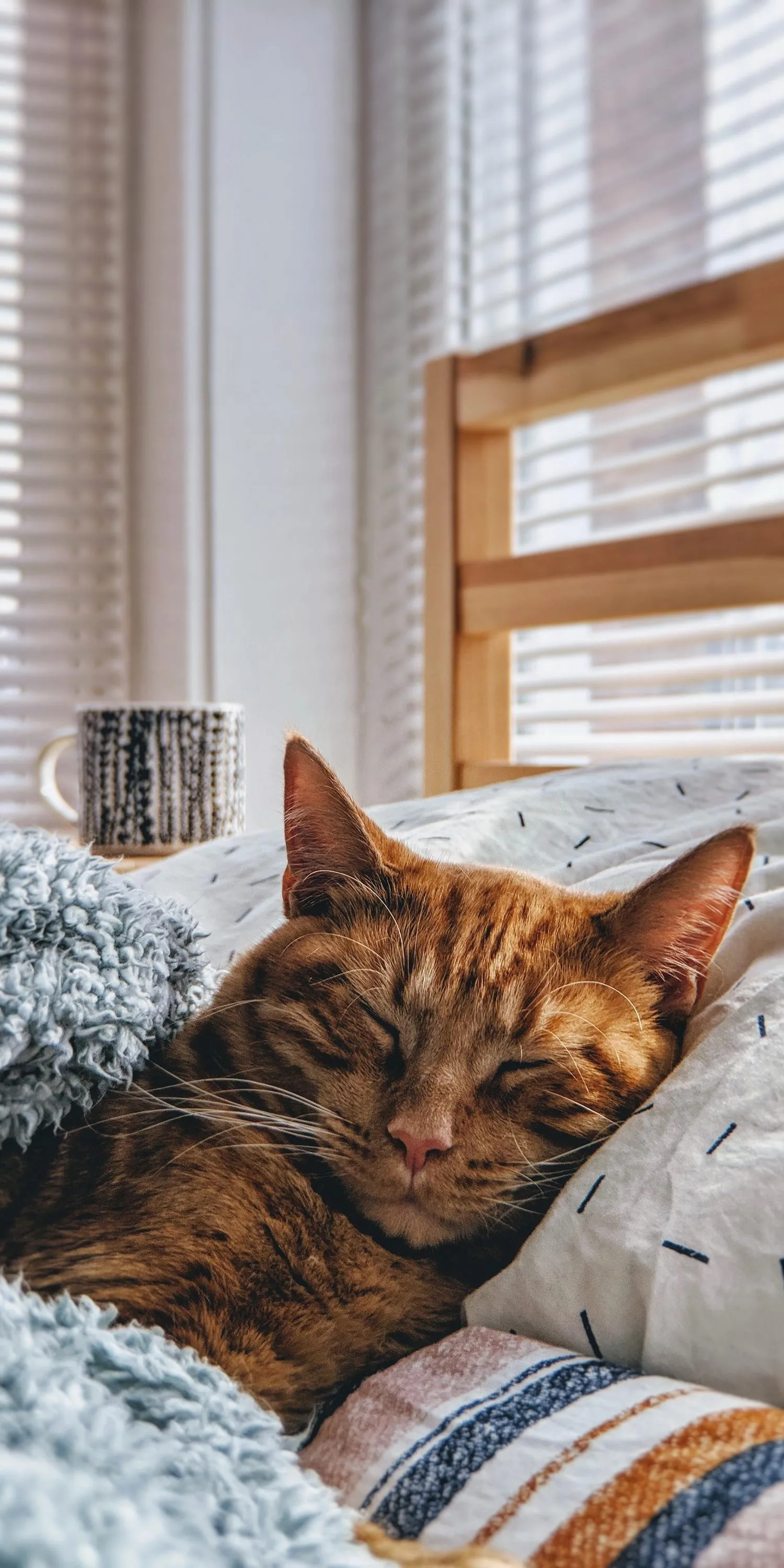 Cute Cat Resting on Bed with Warm Sunlight Wallpaper
